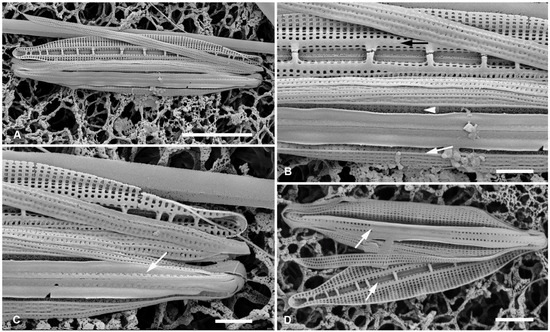 Plants 12 04073 g003