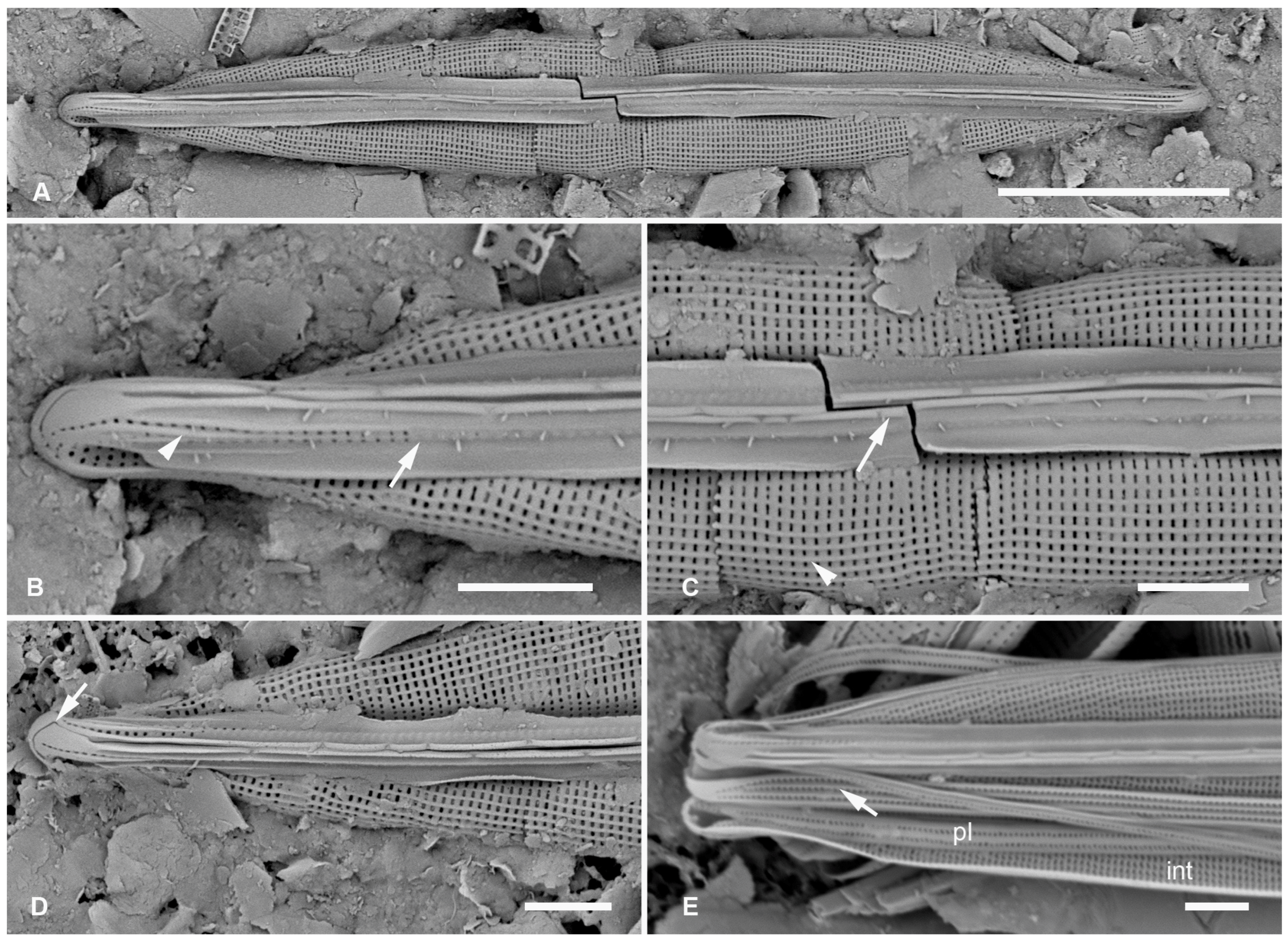 Plants 12 04073 g004