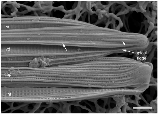 Plants 12 04073 g005