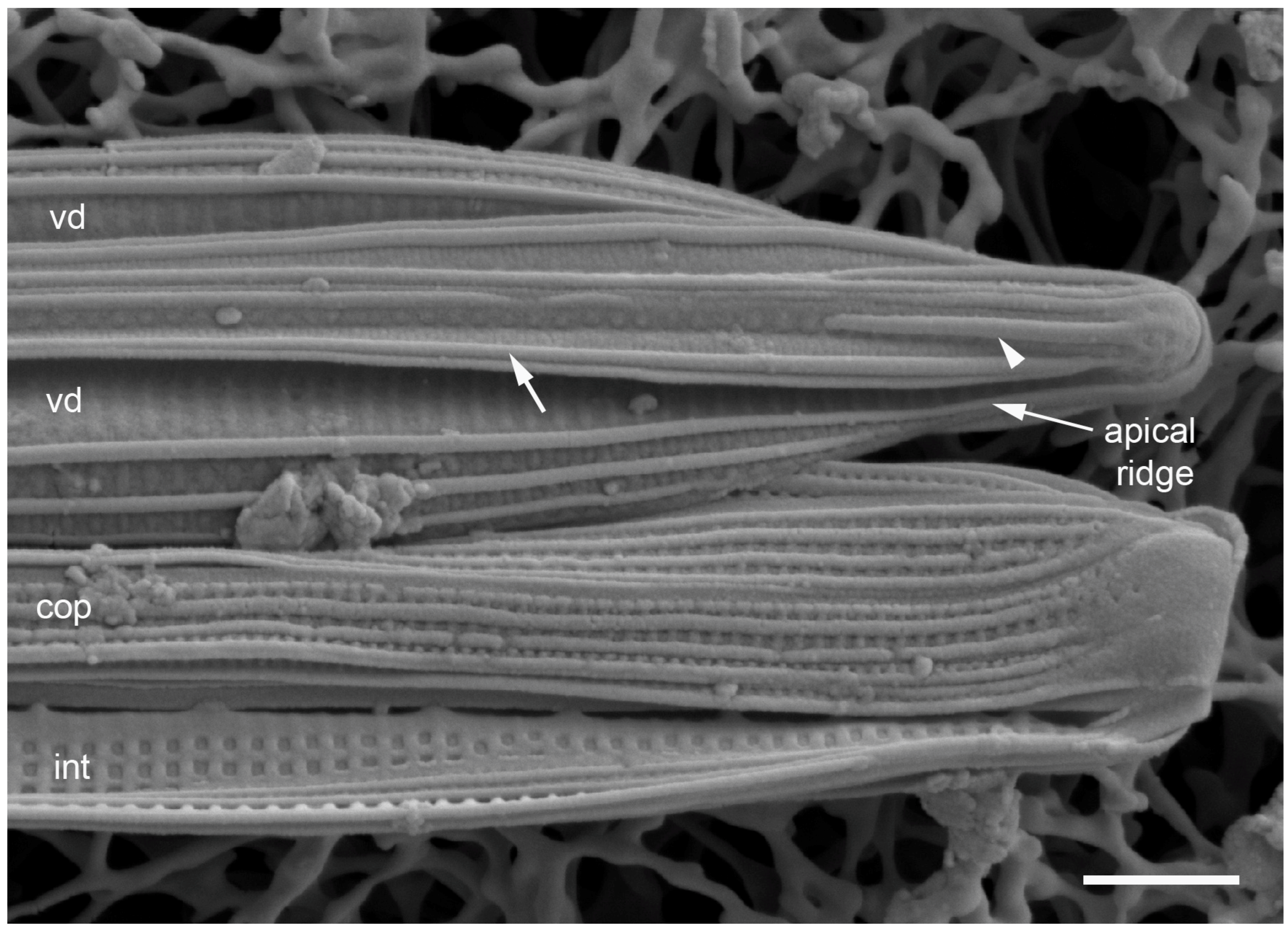 Plants 12 04073 g005