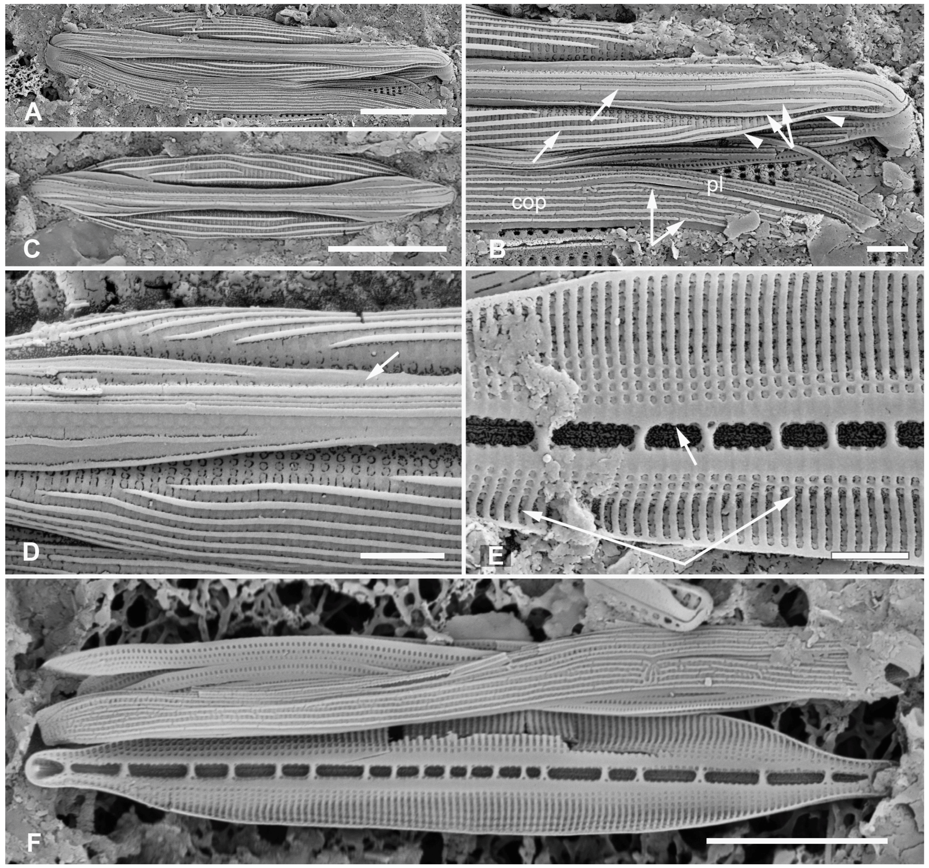 Plants 12 04073 g006