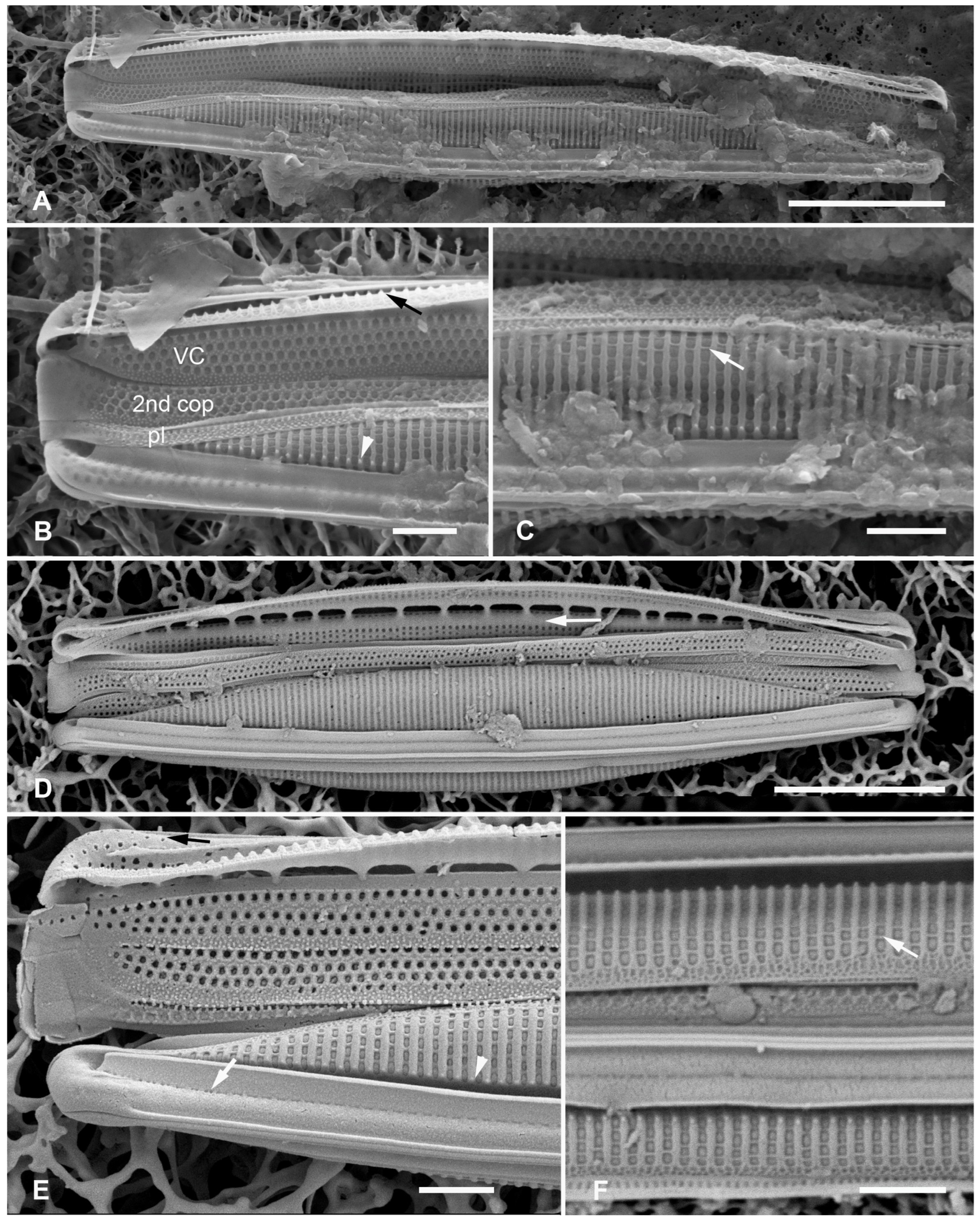 Plants 12 04073 g007