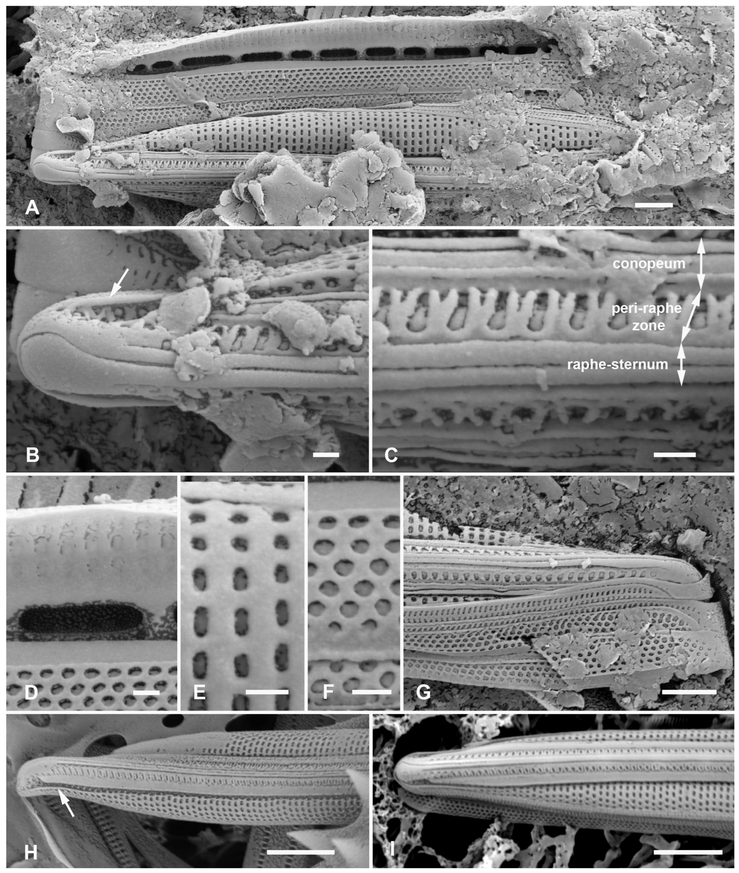 Plants 12 04073 g008