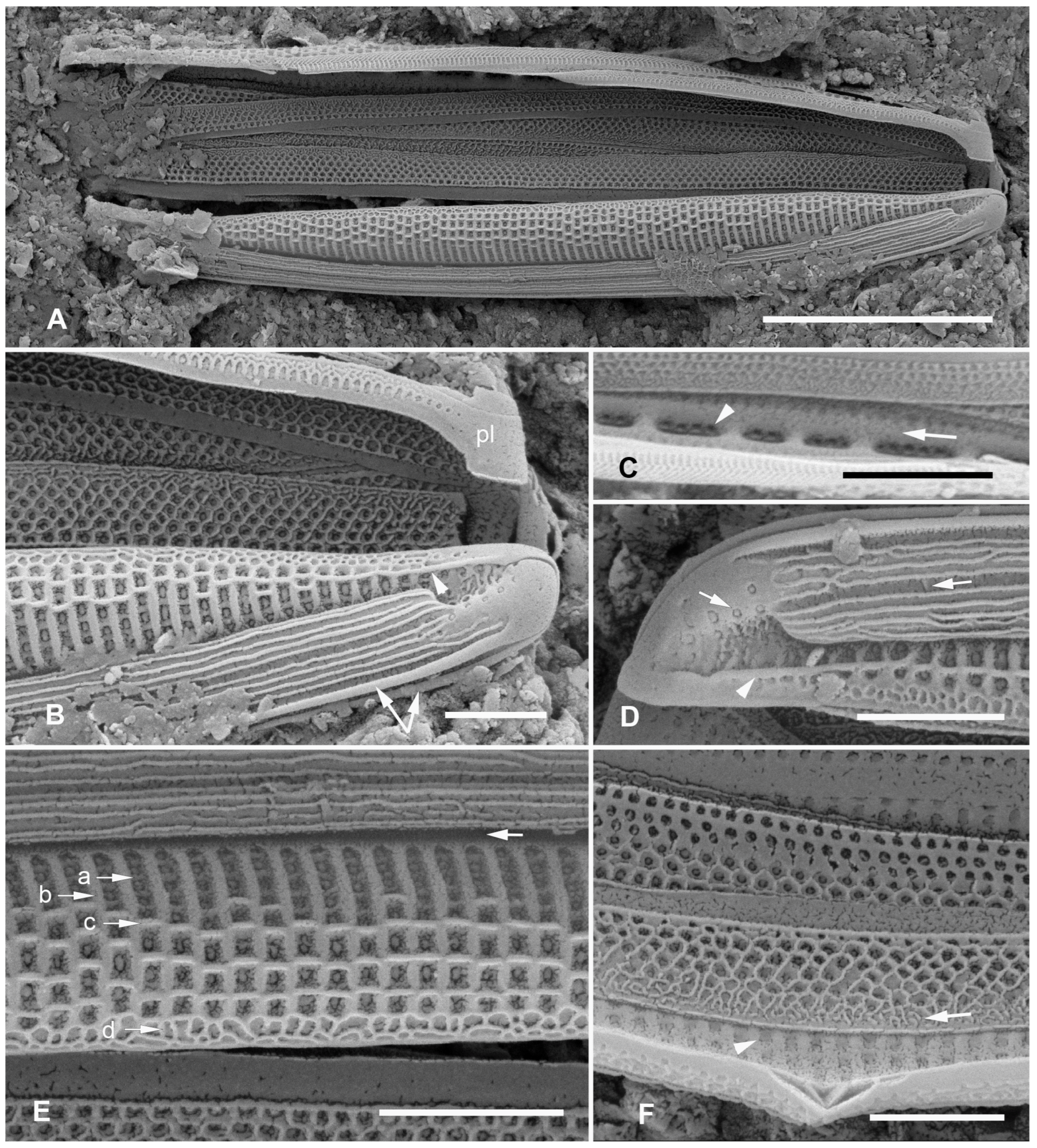 Plants 12 04073 g009