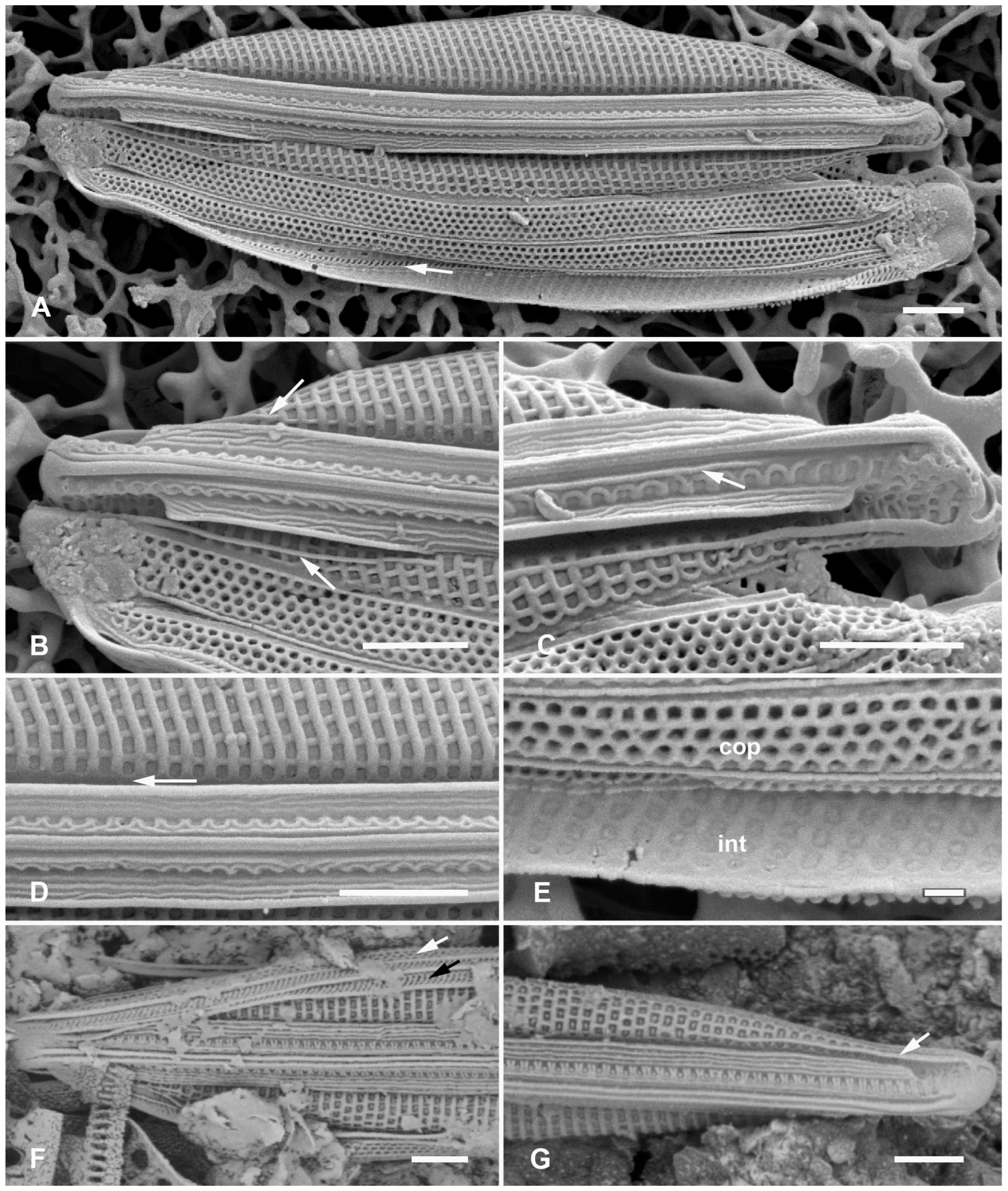 Plants 12 04073 g010