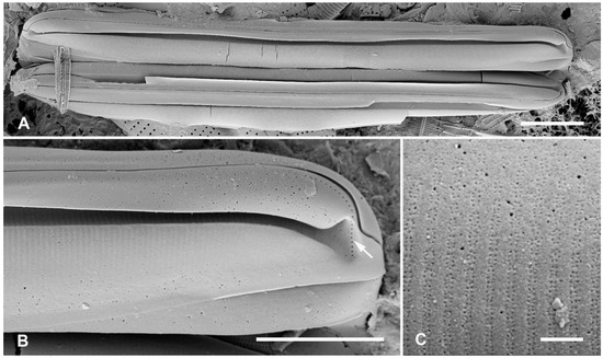 Plants 12 04073 g011