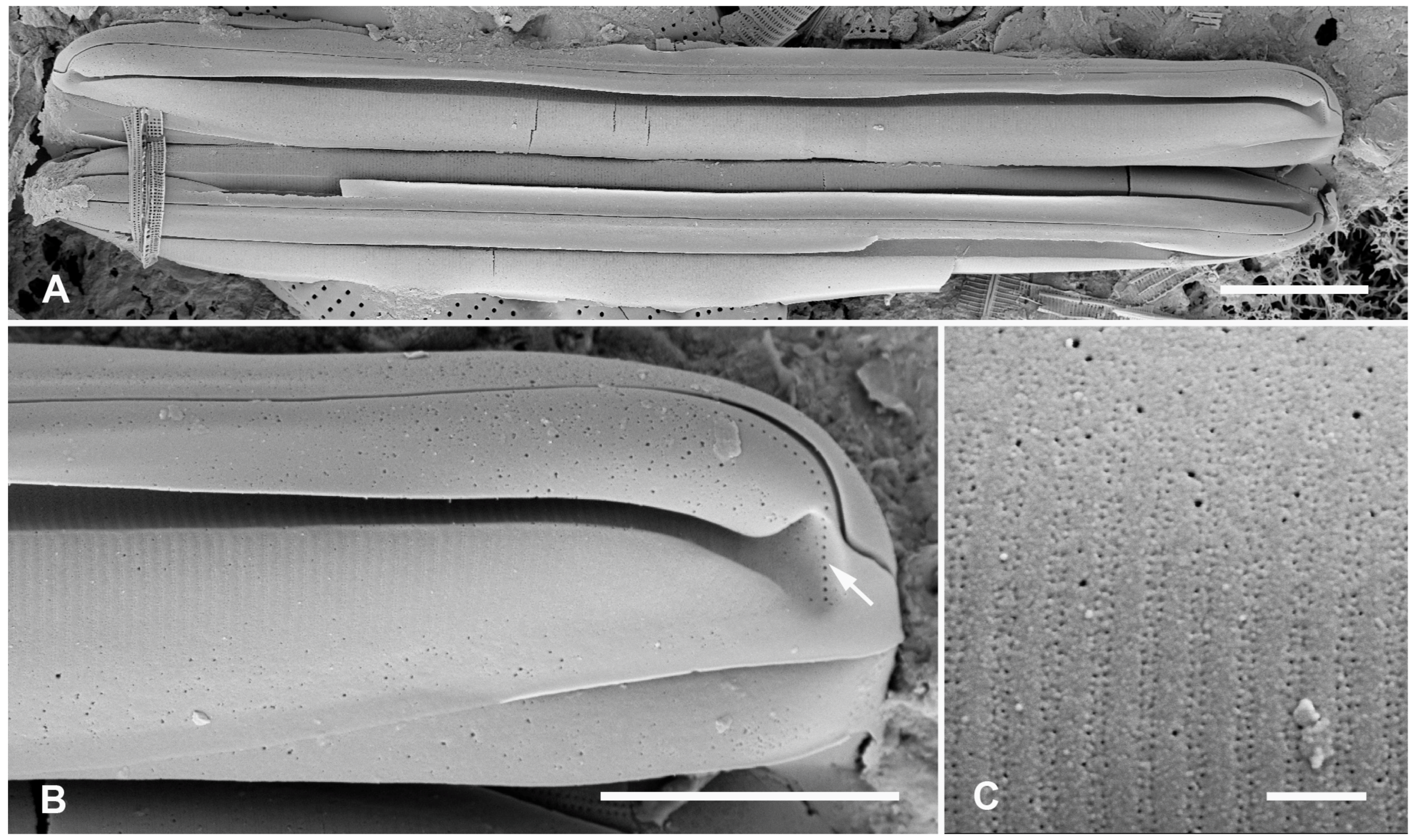 Plants 12 04073 g011