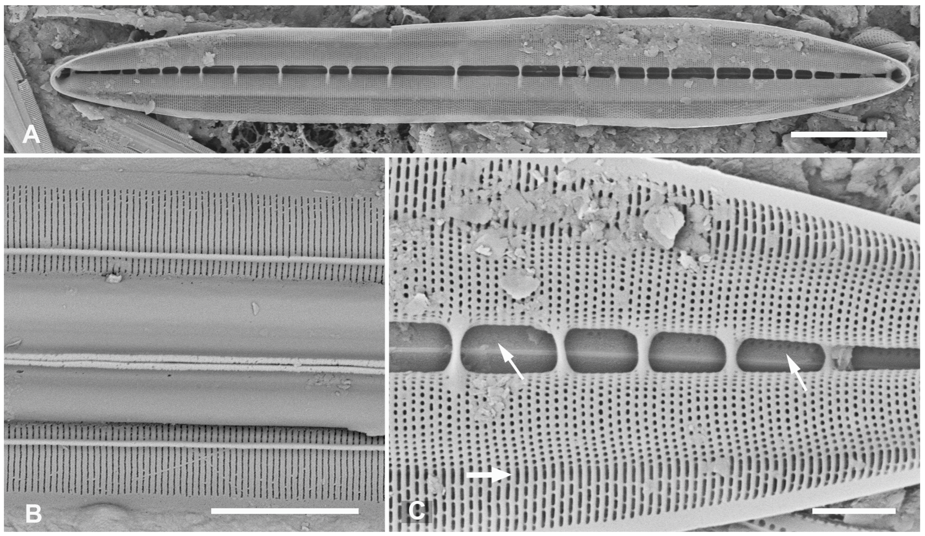 Plants 12 04073 g013