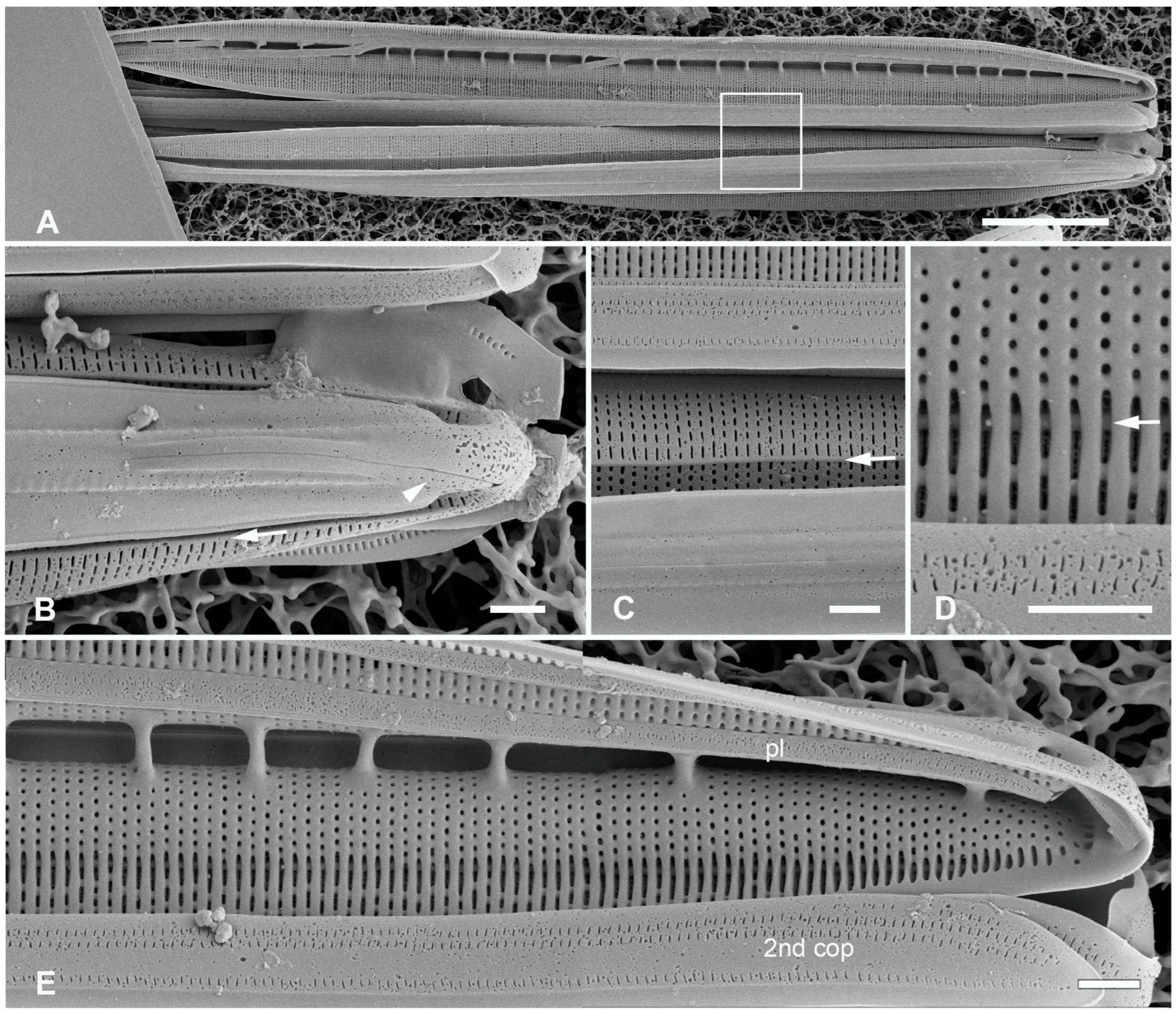 Plants 12 04073 g014