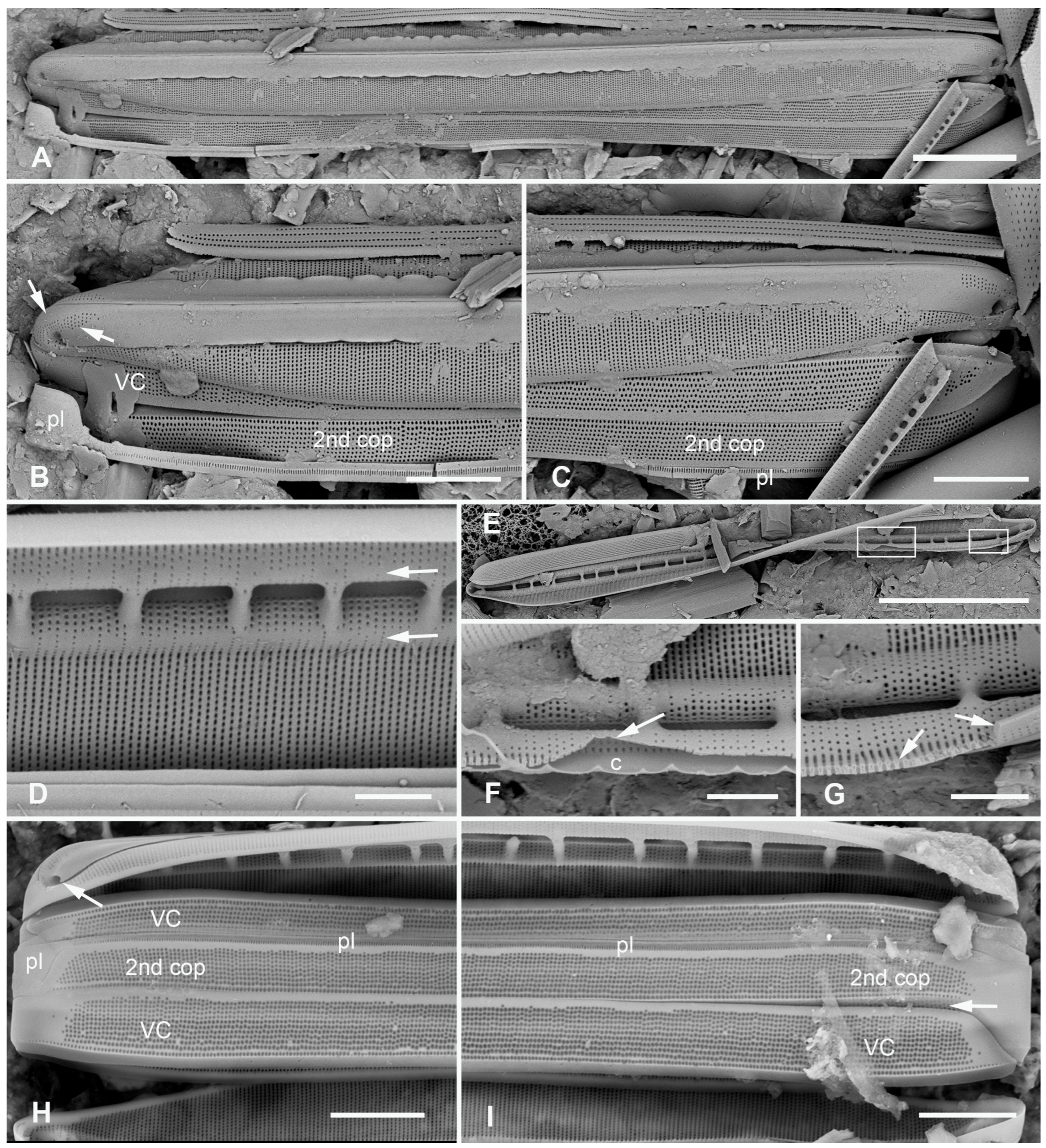 Plants 12 04073 g015