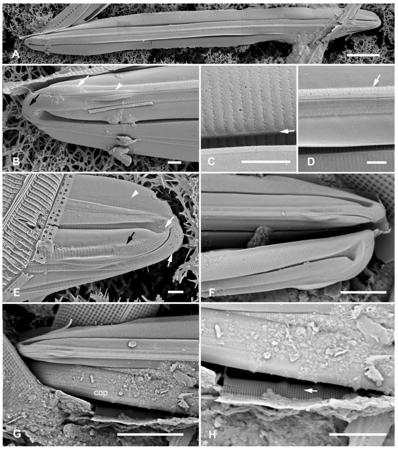 Plants 12 04073 g017