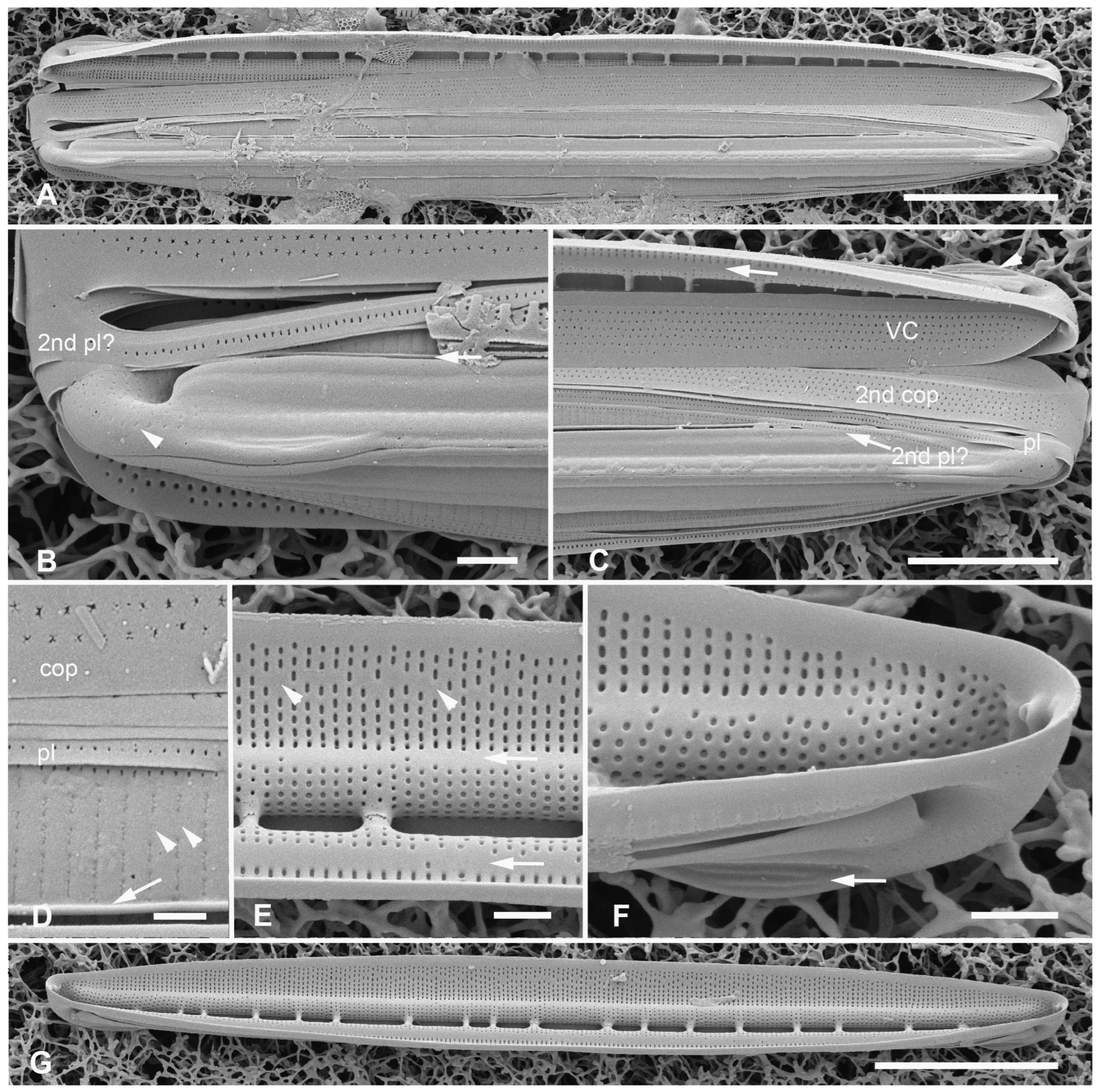 Plants 12 04073 g018