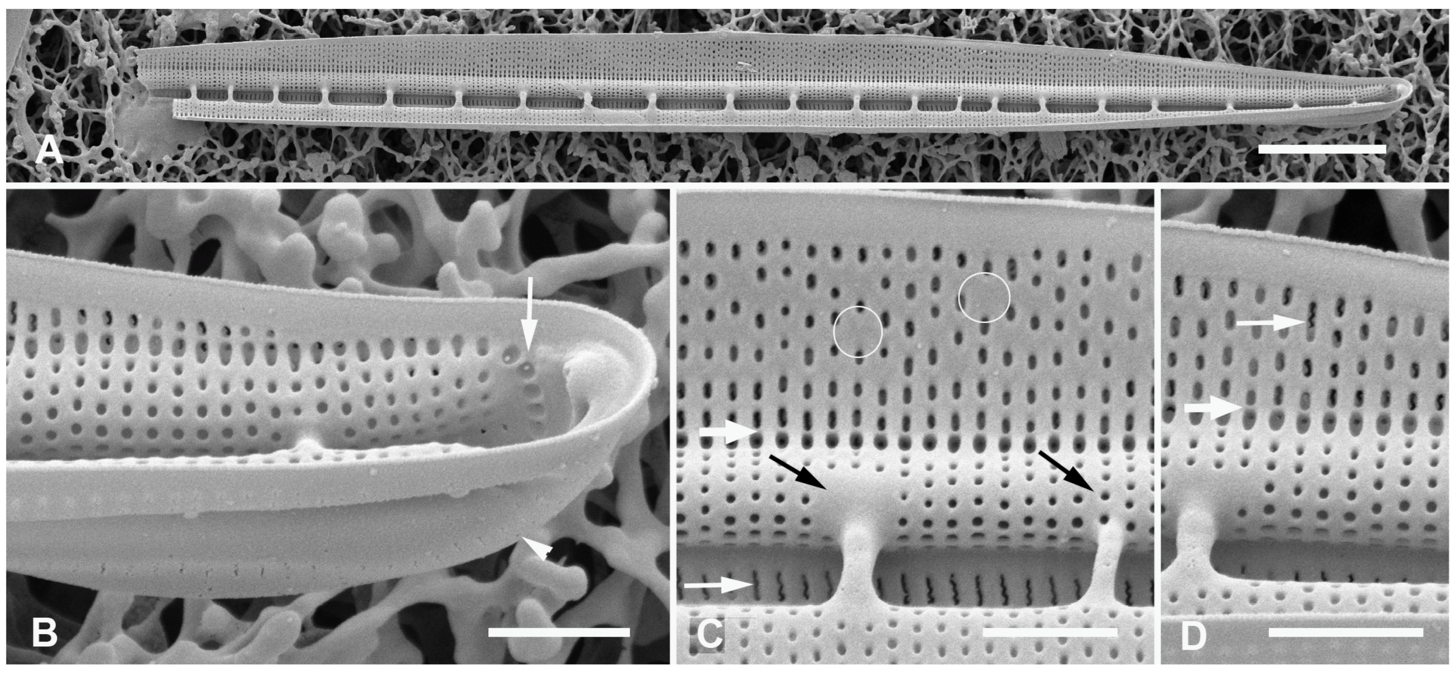 Plants 12 04073 g019