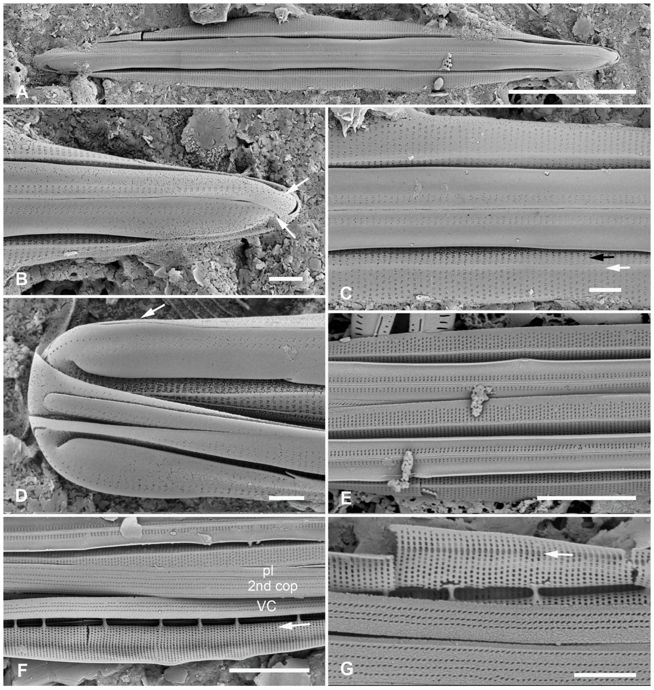 Plants 12 04073 g020