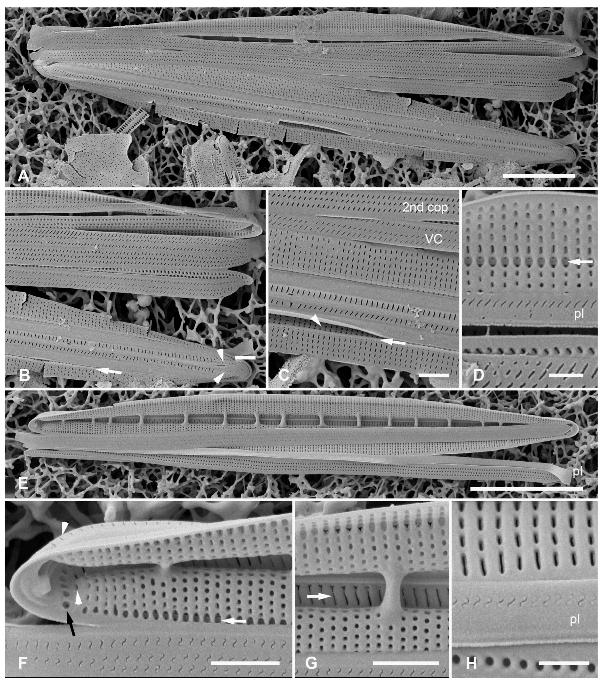 Plants 12 04073 g021