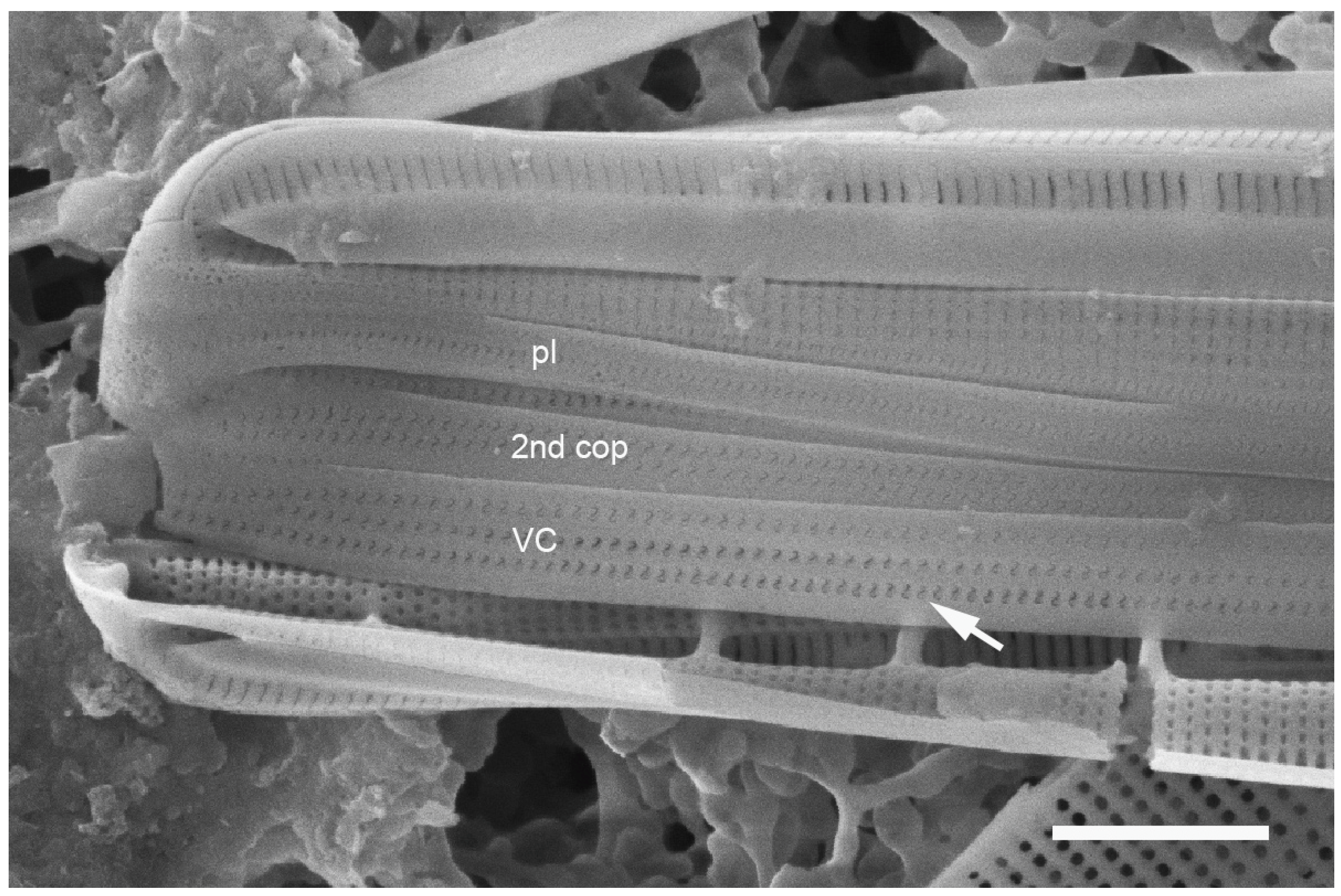 Plants 12 04073 g022