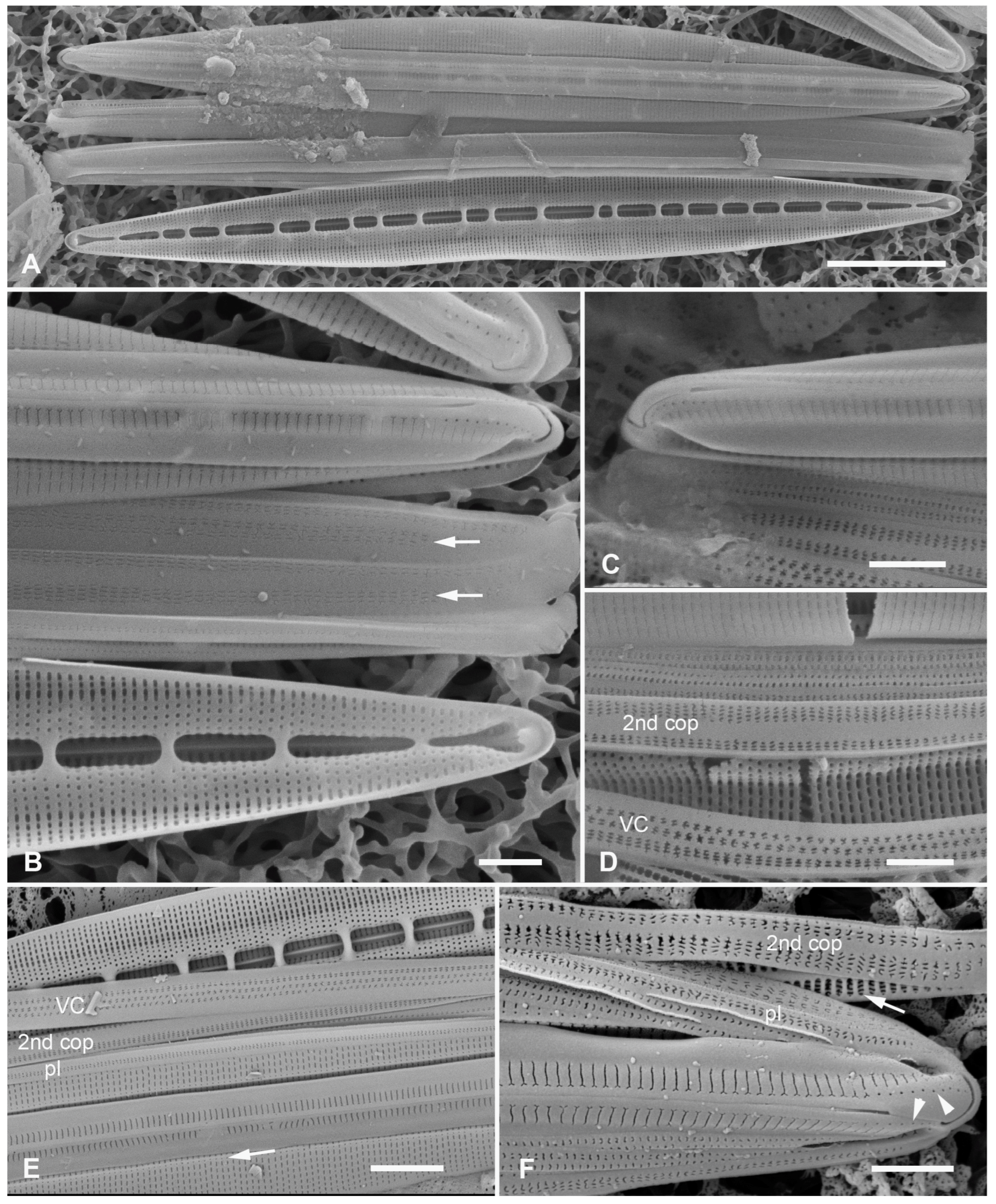 Plants 12 04073 g023