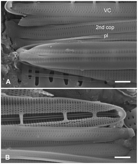 Plants 12 04073 g024