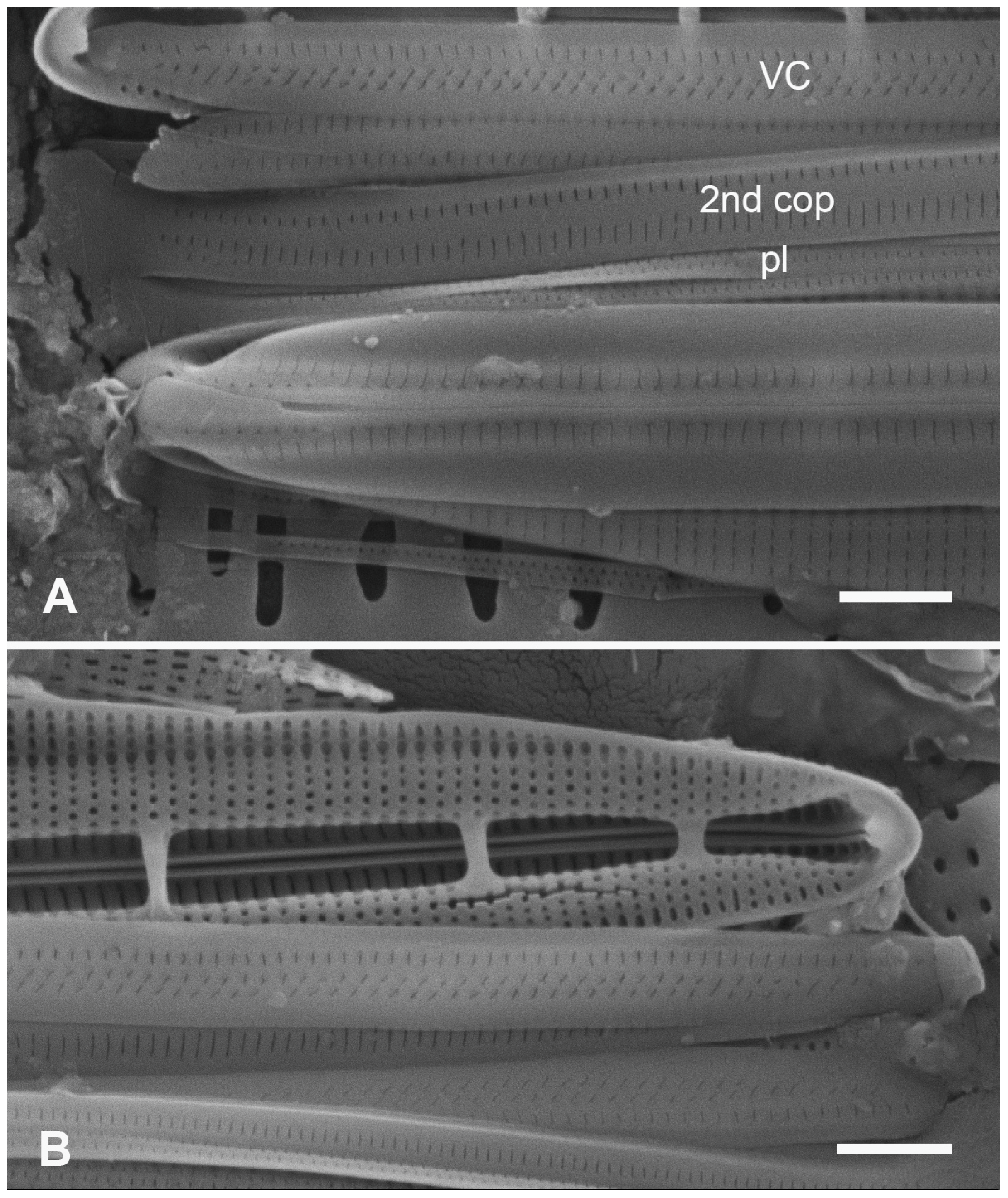 Plants 12 04073 g024