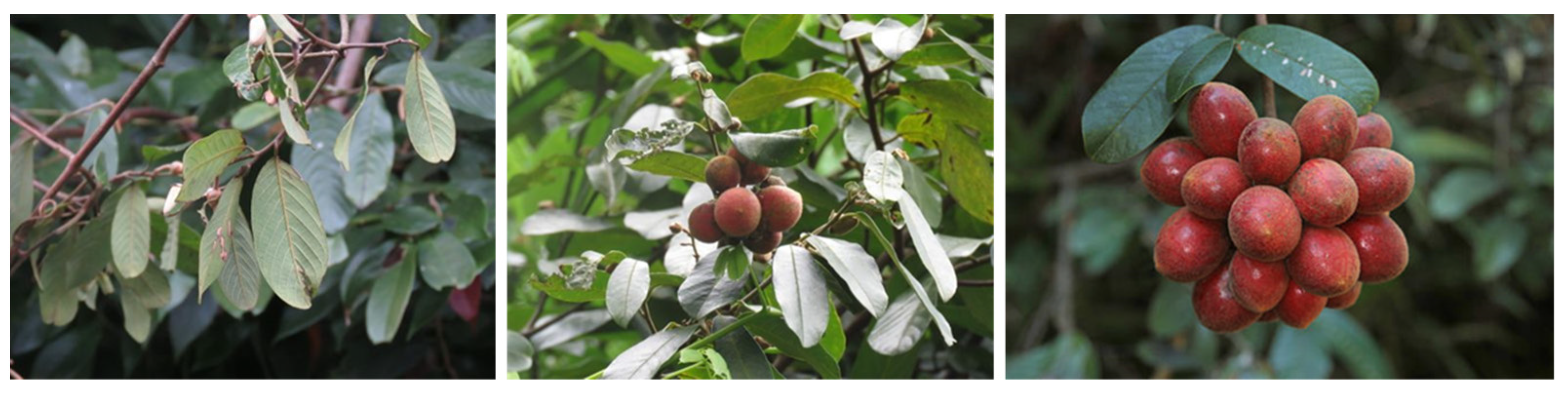 Plants 12 04094 g001