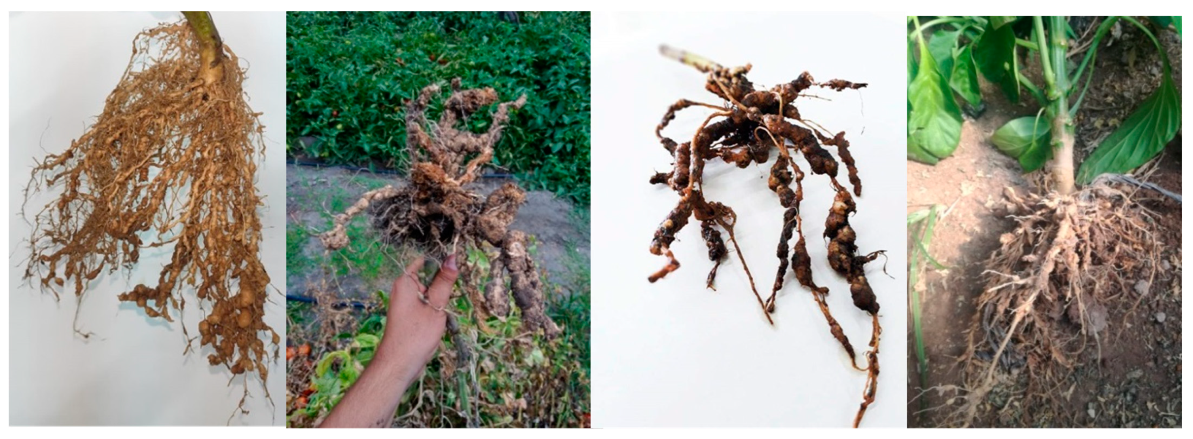 Plants 12 04104 g001