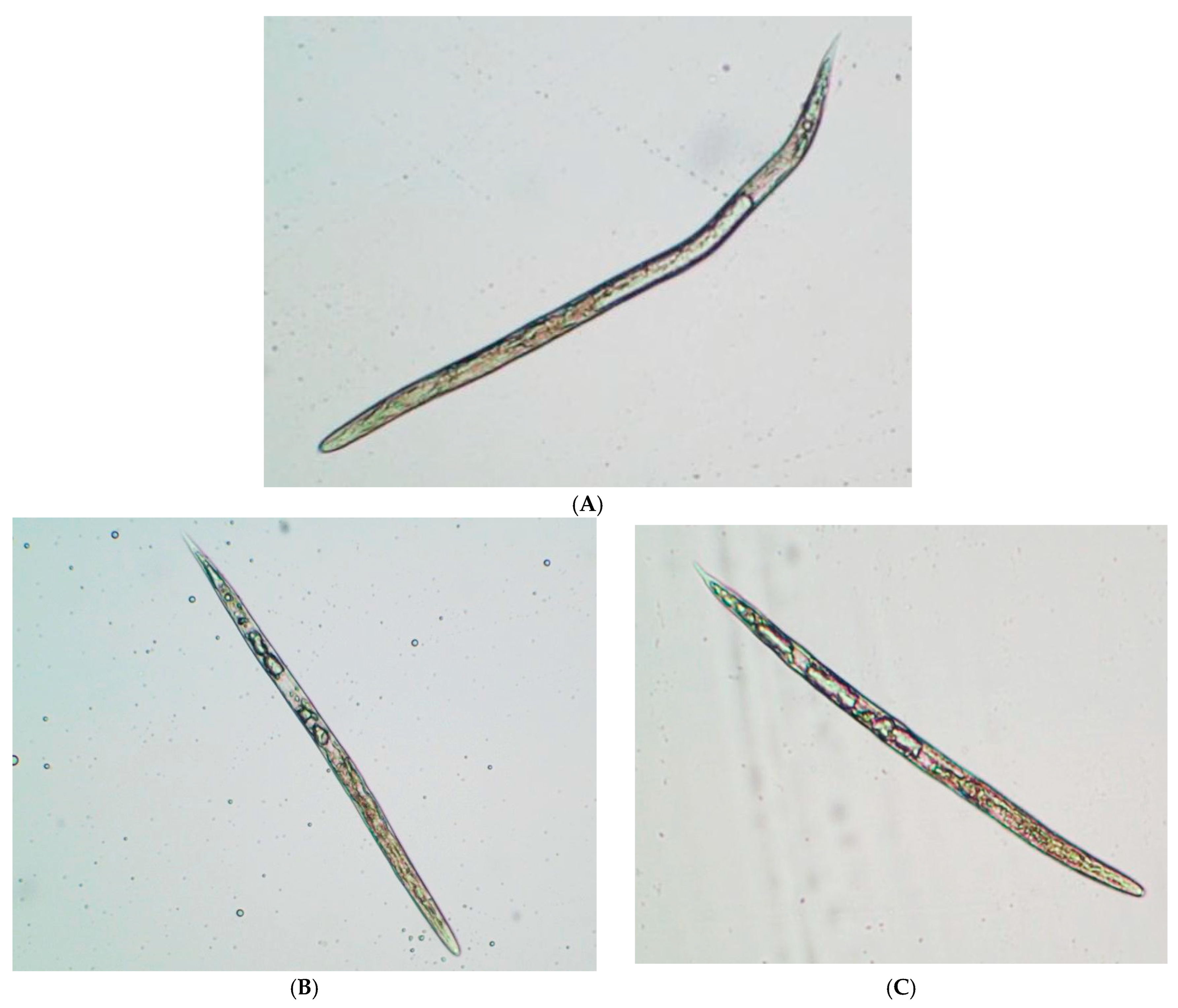 Plants 12 04104 g004