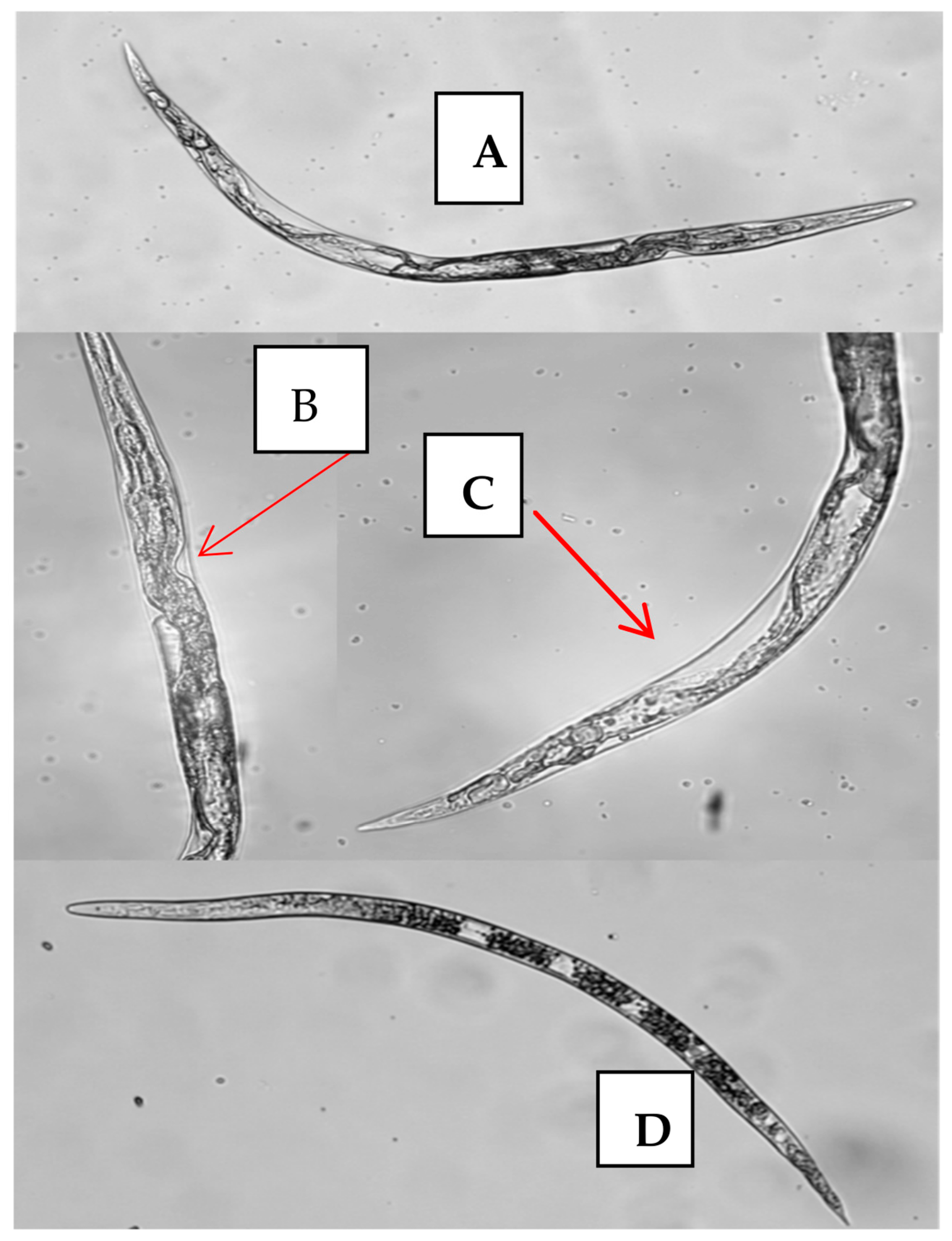 Plants 12 04104 g005