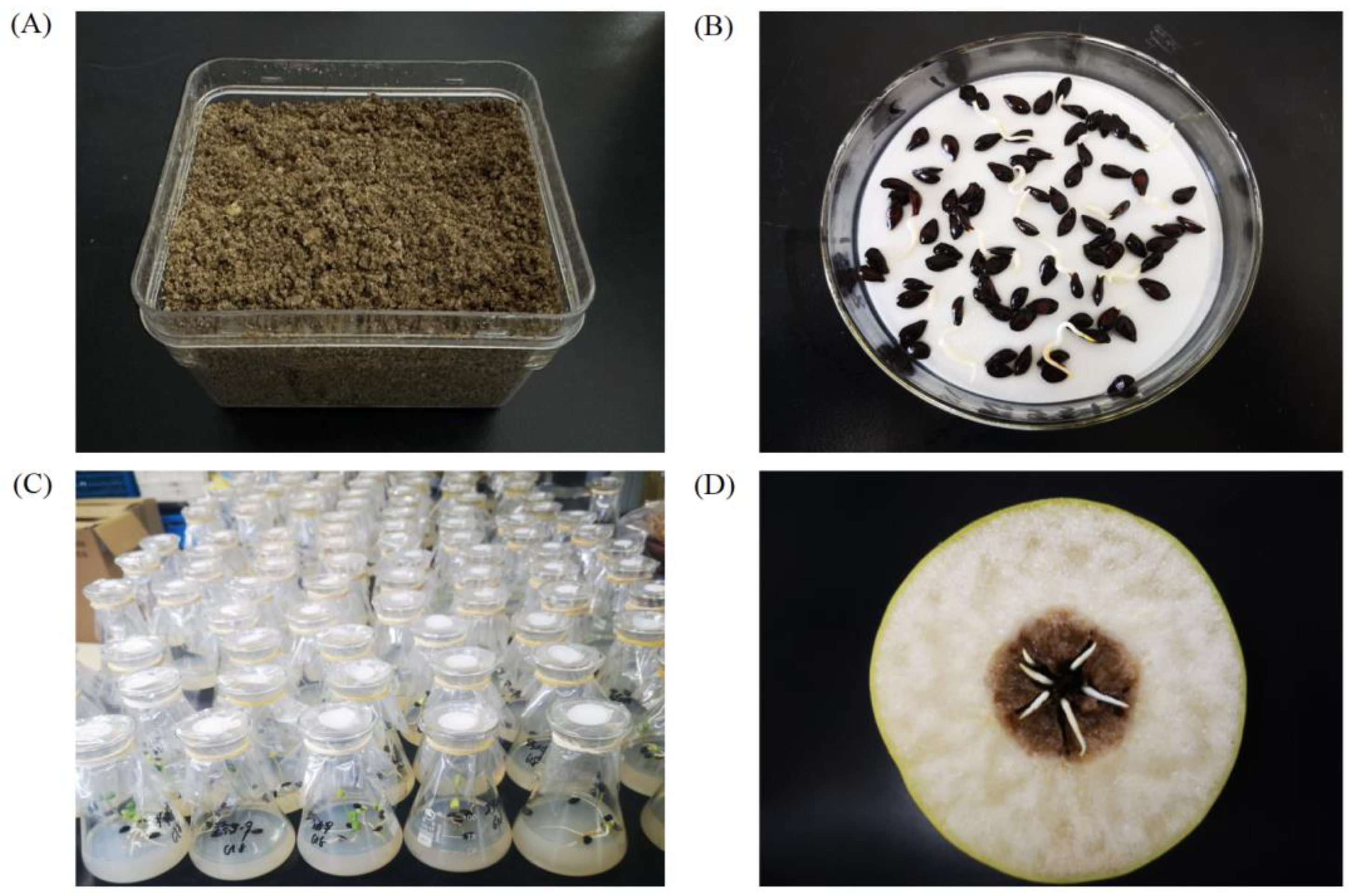 Plants 12 04120 g001