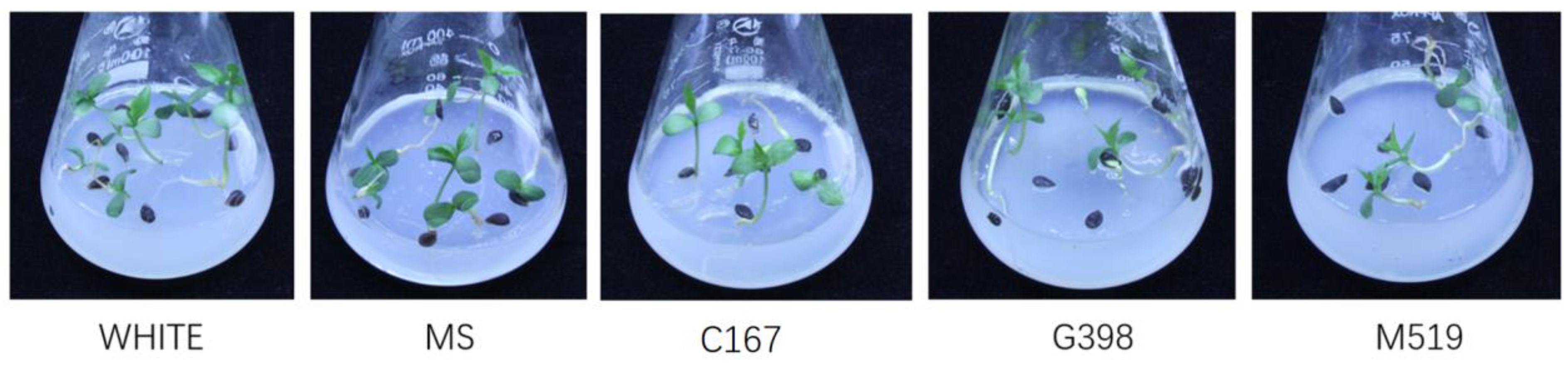 Plants 12 04120 g006