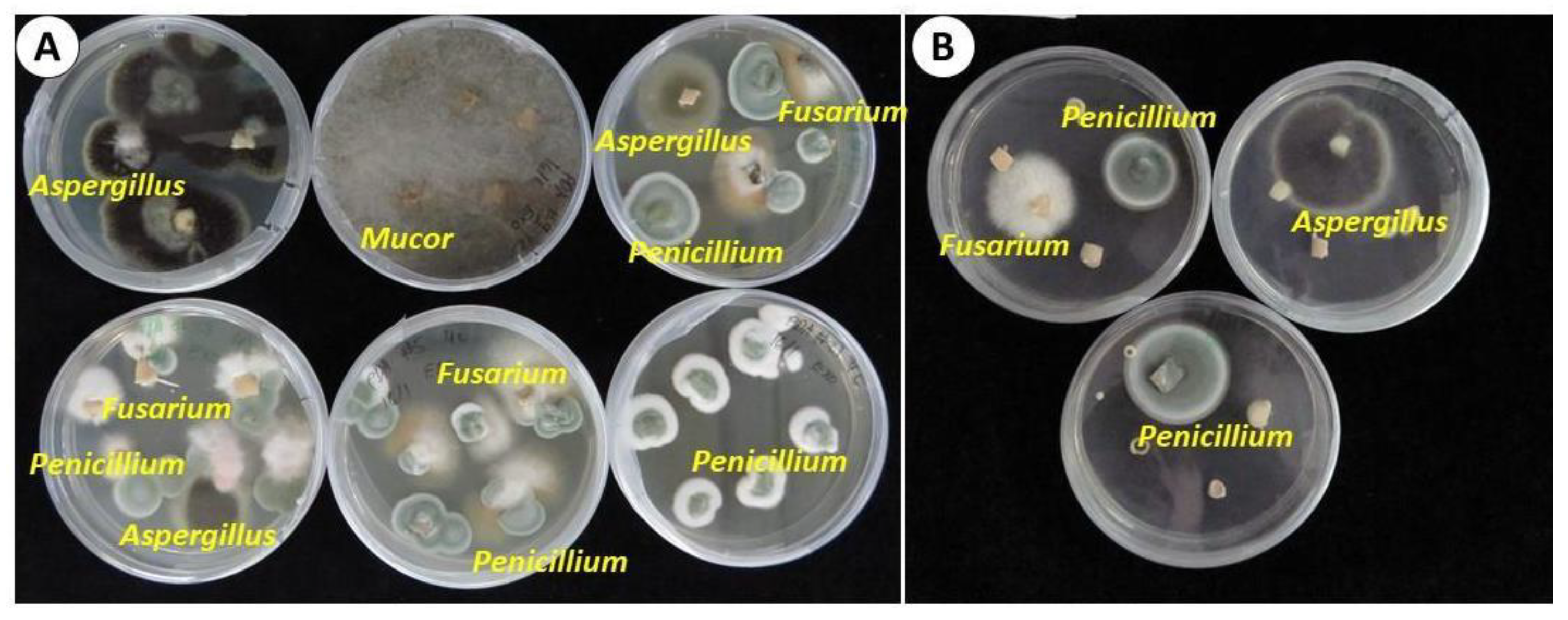 Plants 12 04125 g002