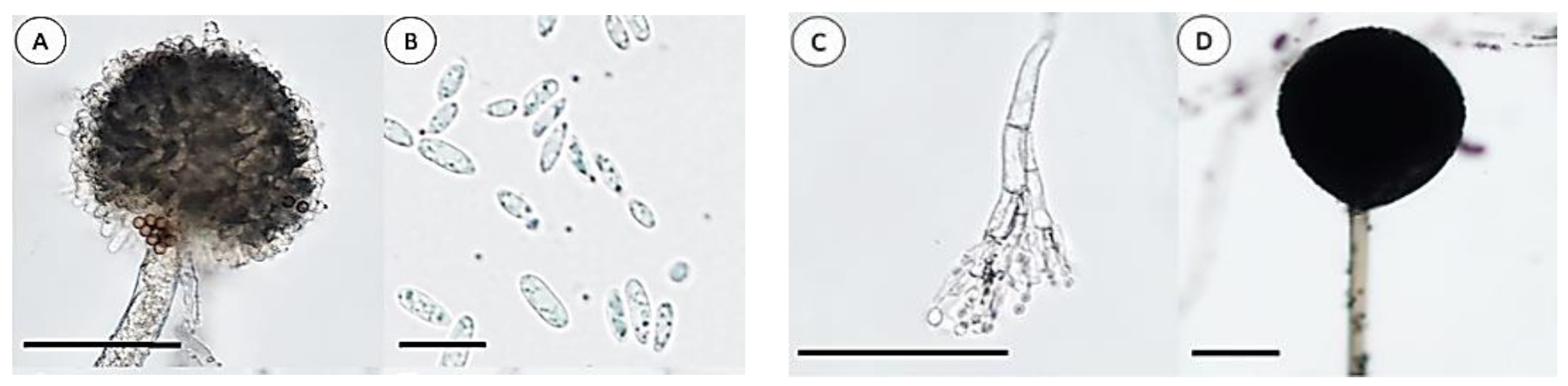 Plants 12 04125 g003