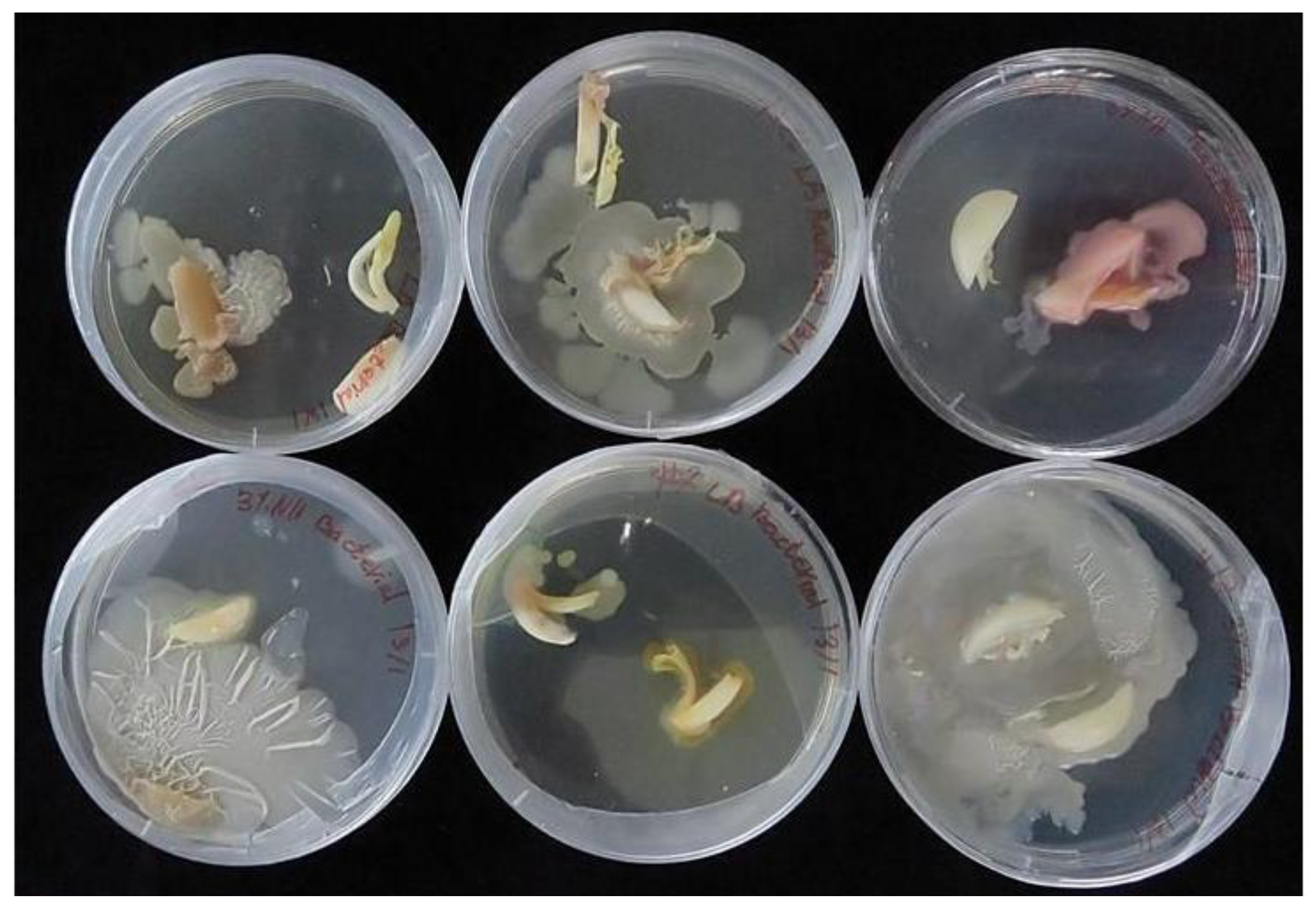 Plants 12 04125 g005