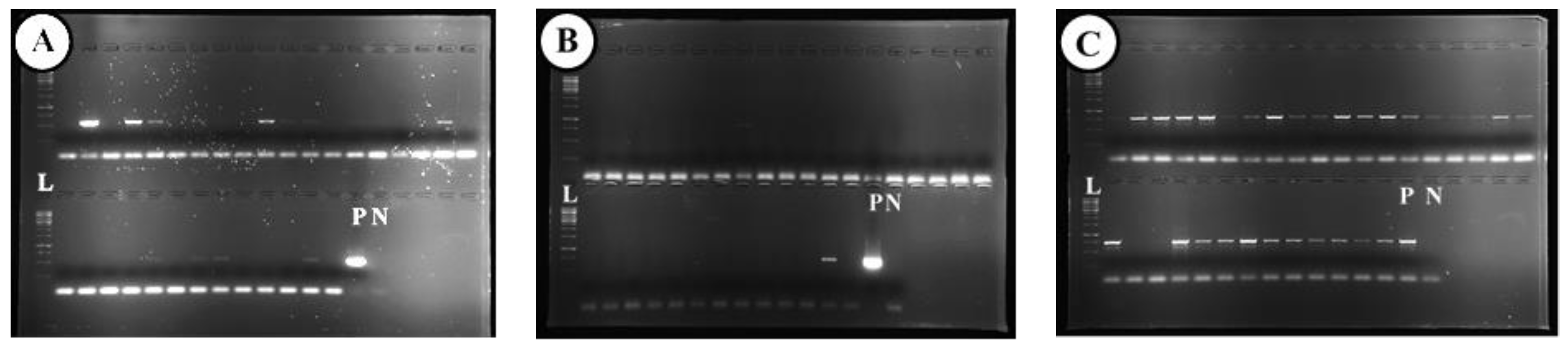 Plants 12 04125 g007