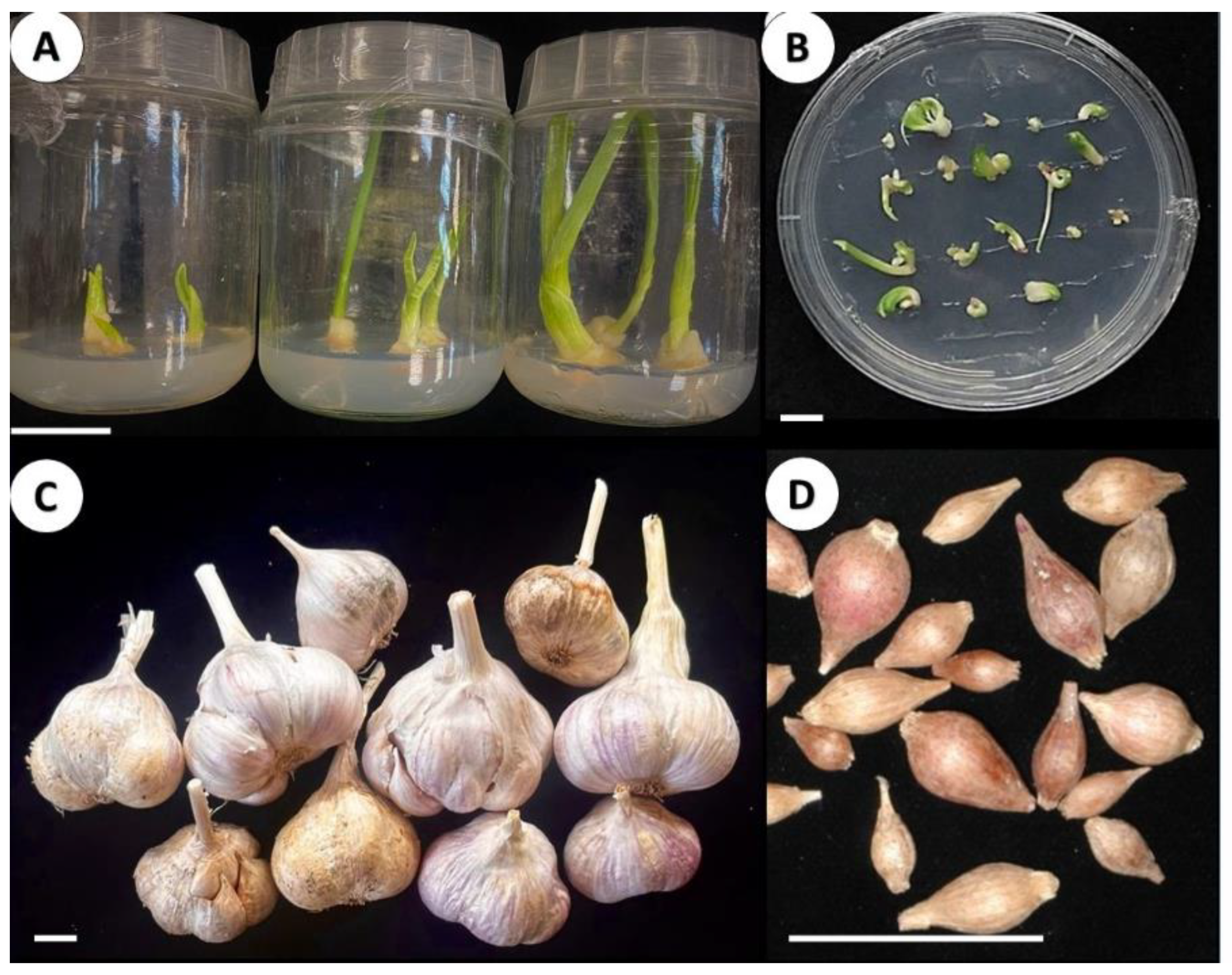 Plants 12 04125 g008