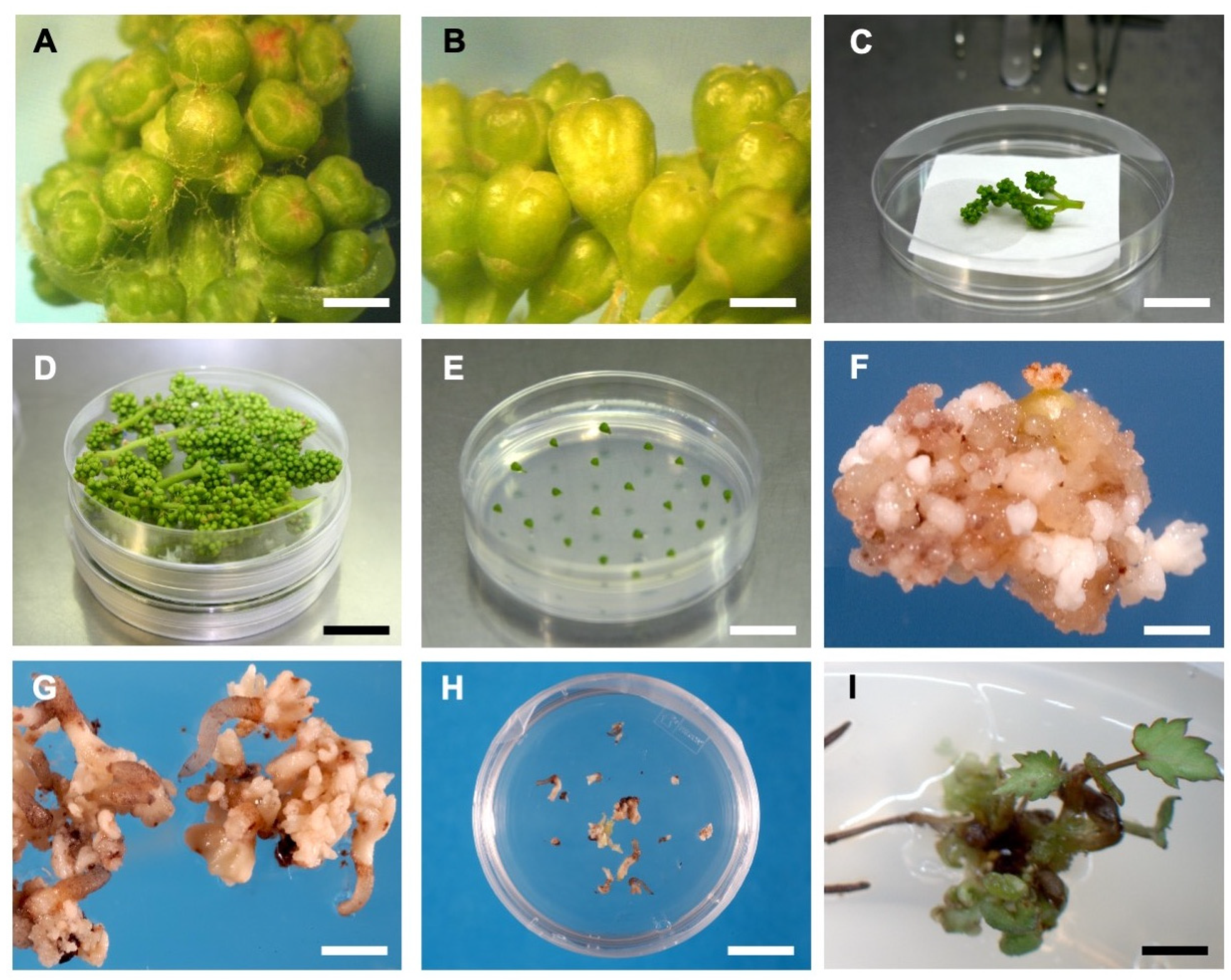 Plants 12 04126 g001