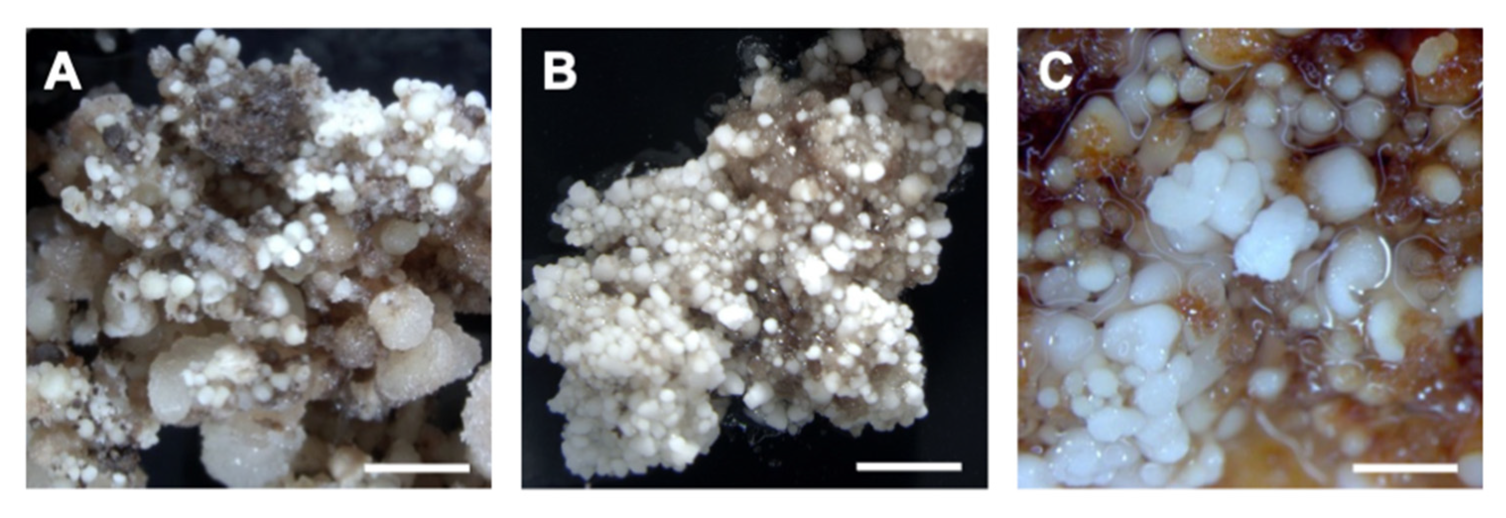 Plants 12 04126 g005