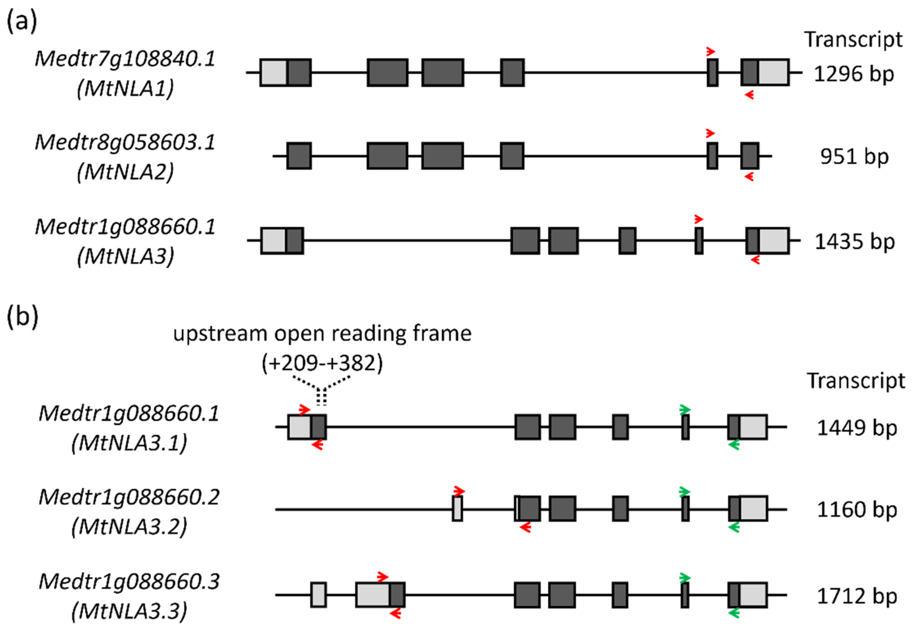 Plants 12 04129 g001