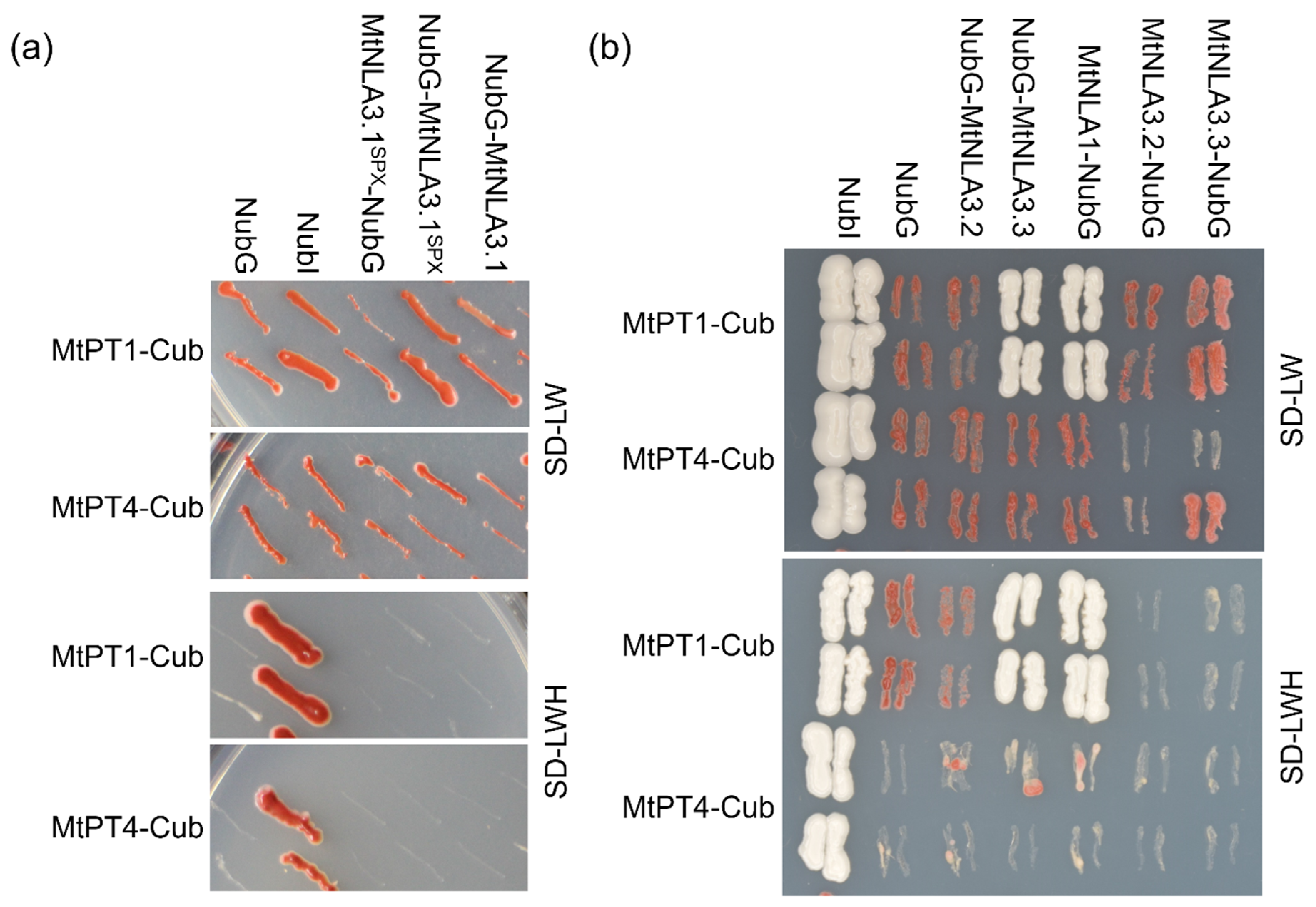 Plants 12 04129 g005