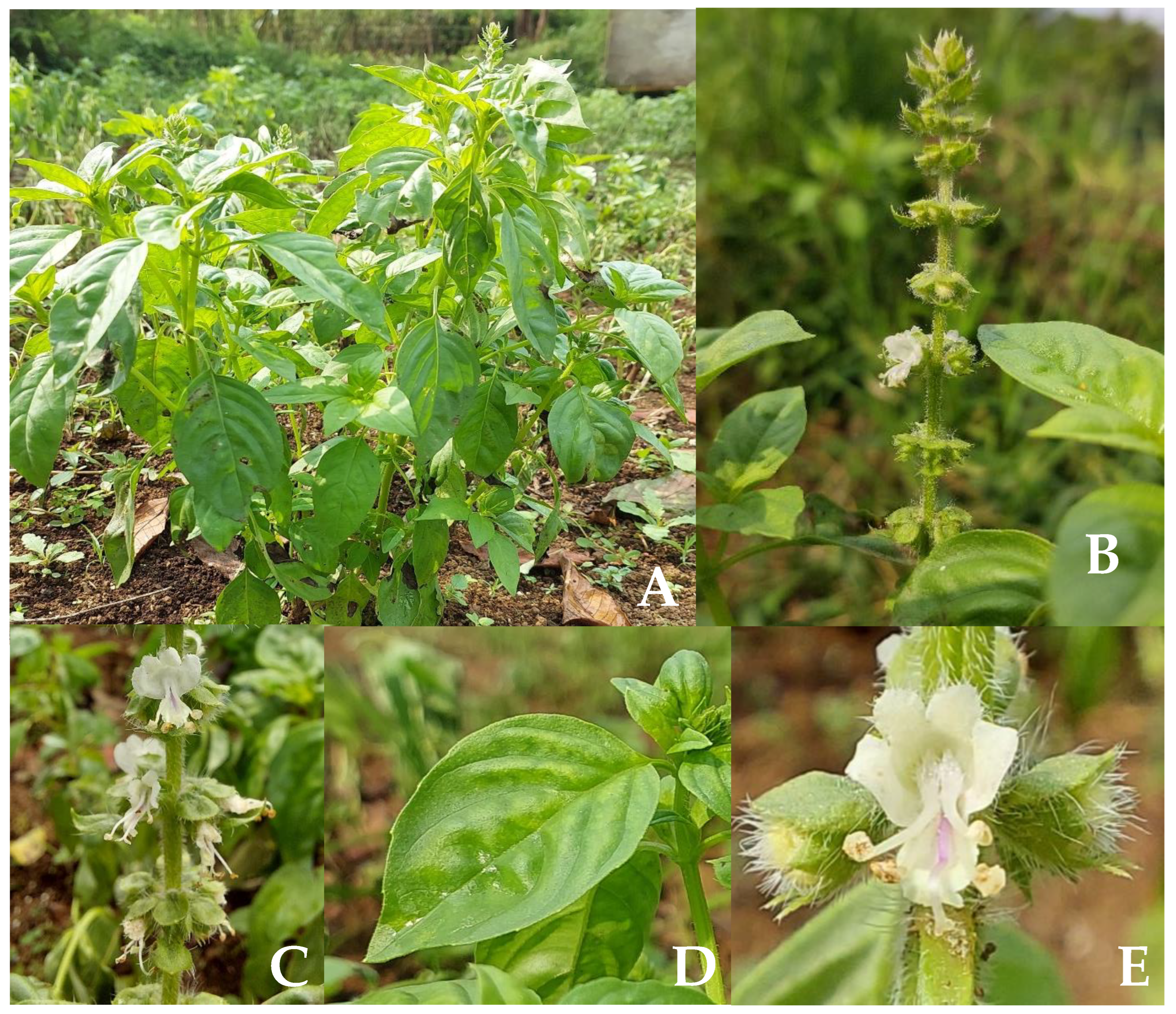 Plants 12 04148 g001