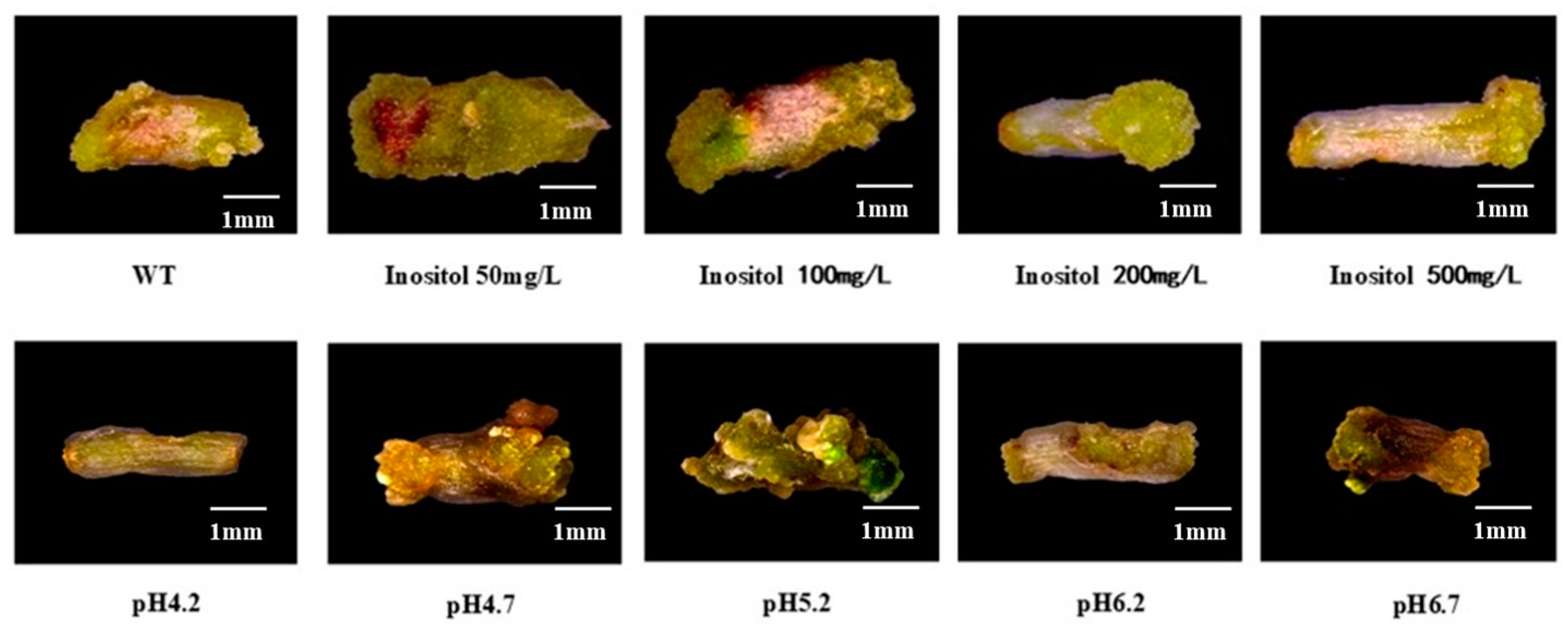 Plants 12 04149 g003