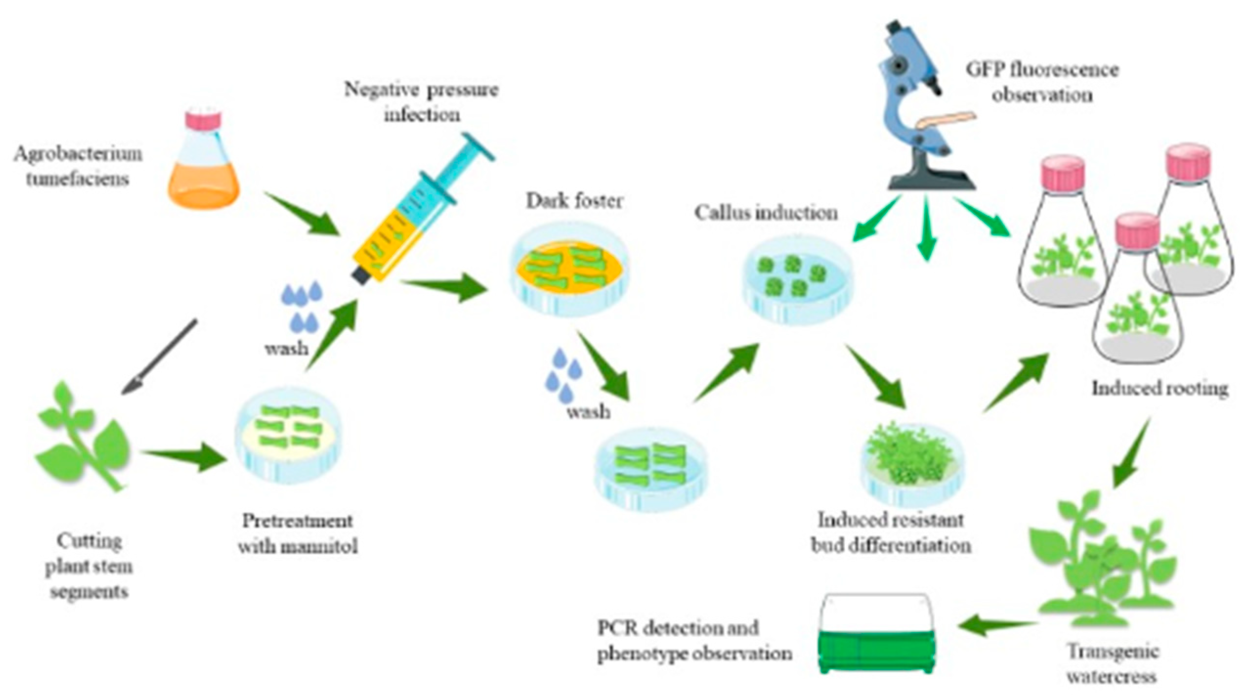 Plants 12 04149 g005