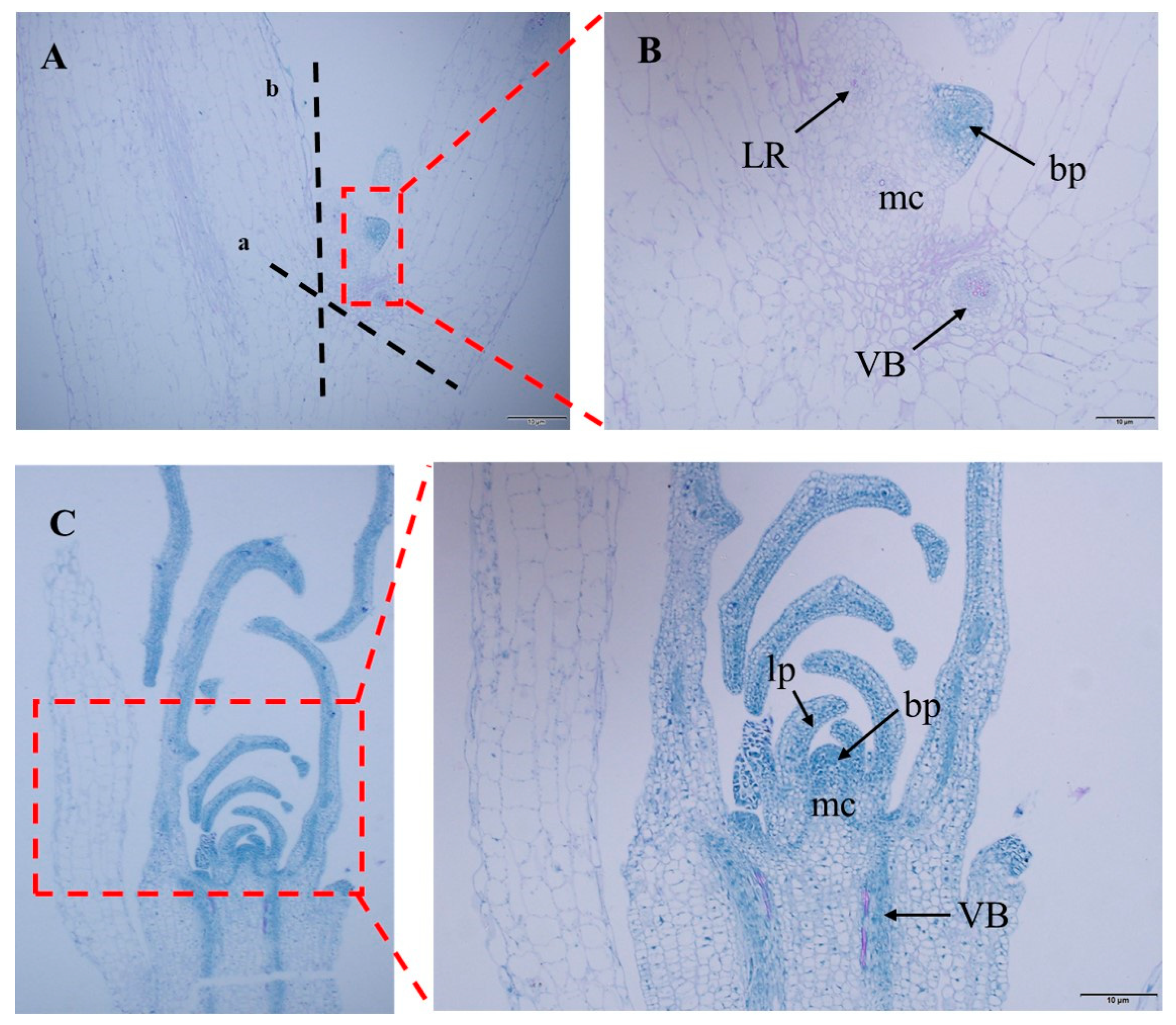 Plants 12 04149 g006