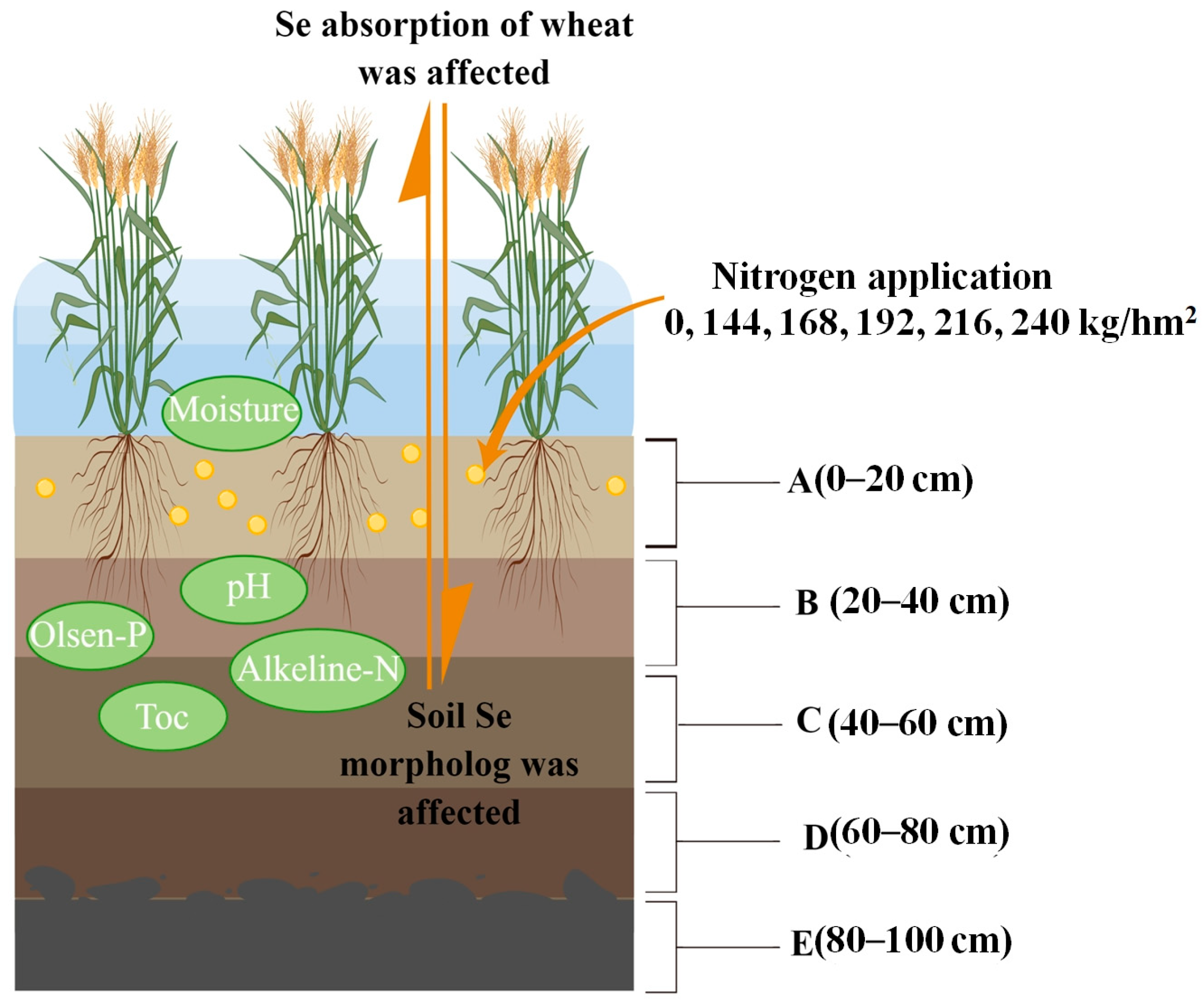 Plants 12 04160 g008