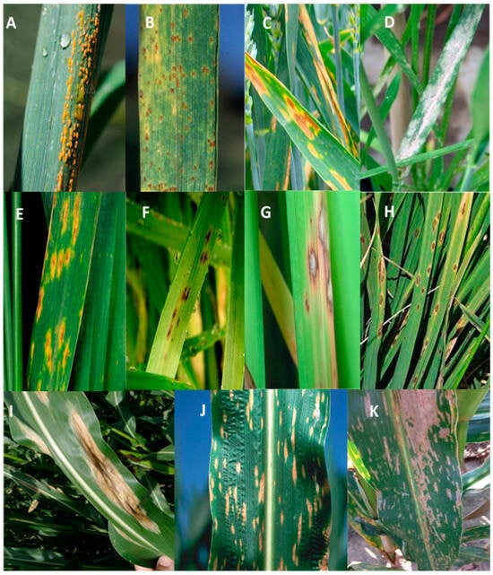 Plants 12 04162 g002