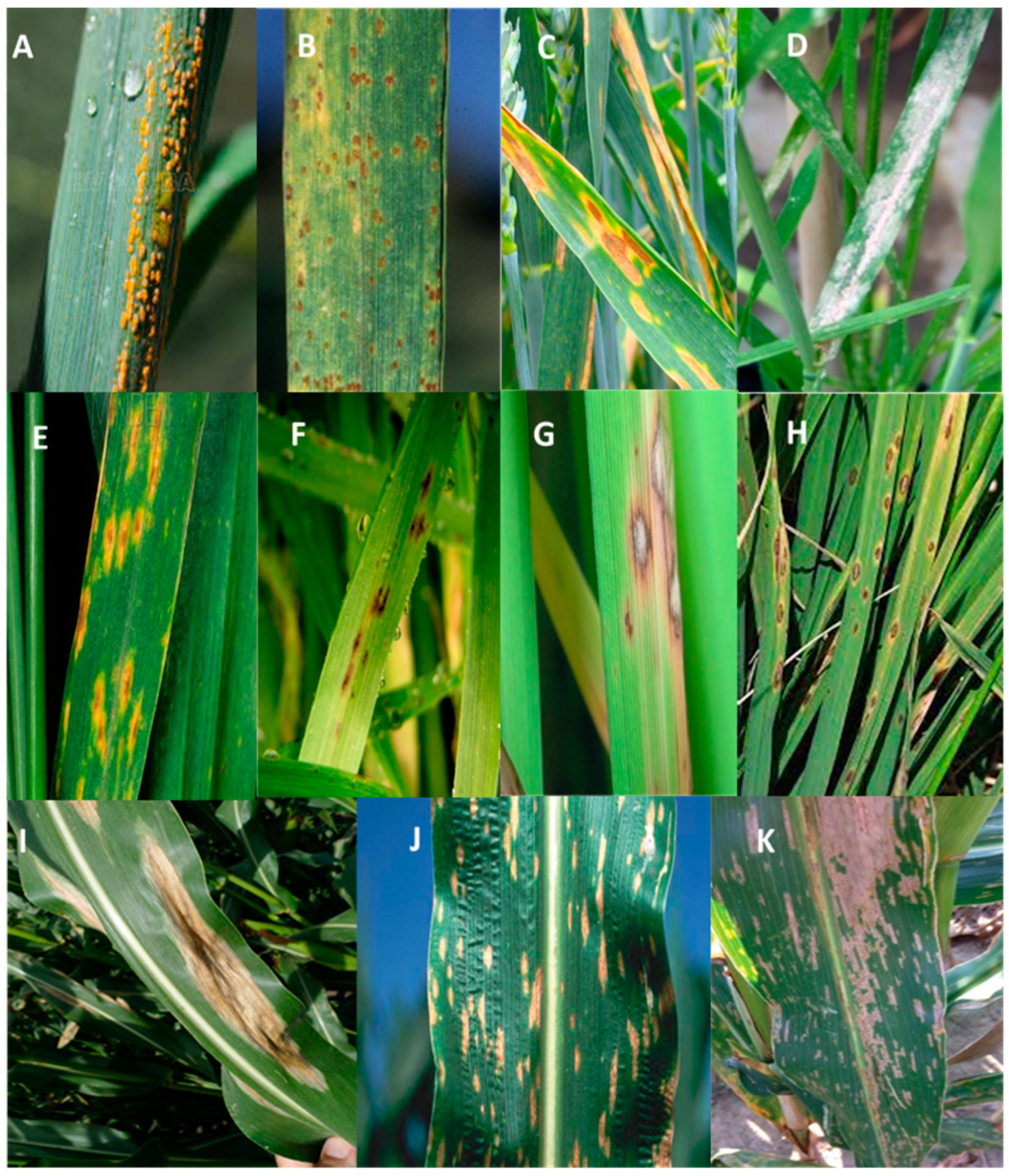 Plants 12 04162 g002