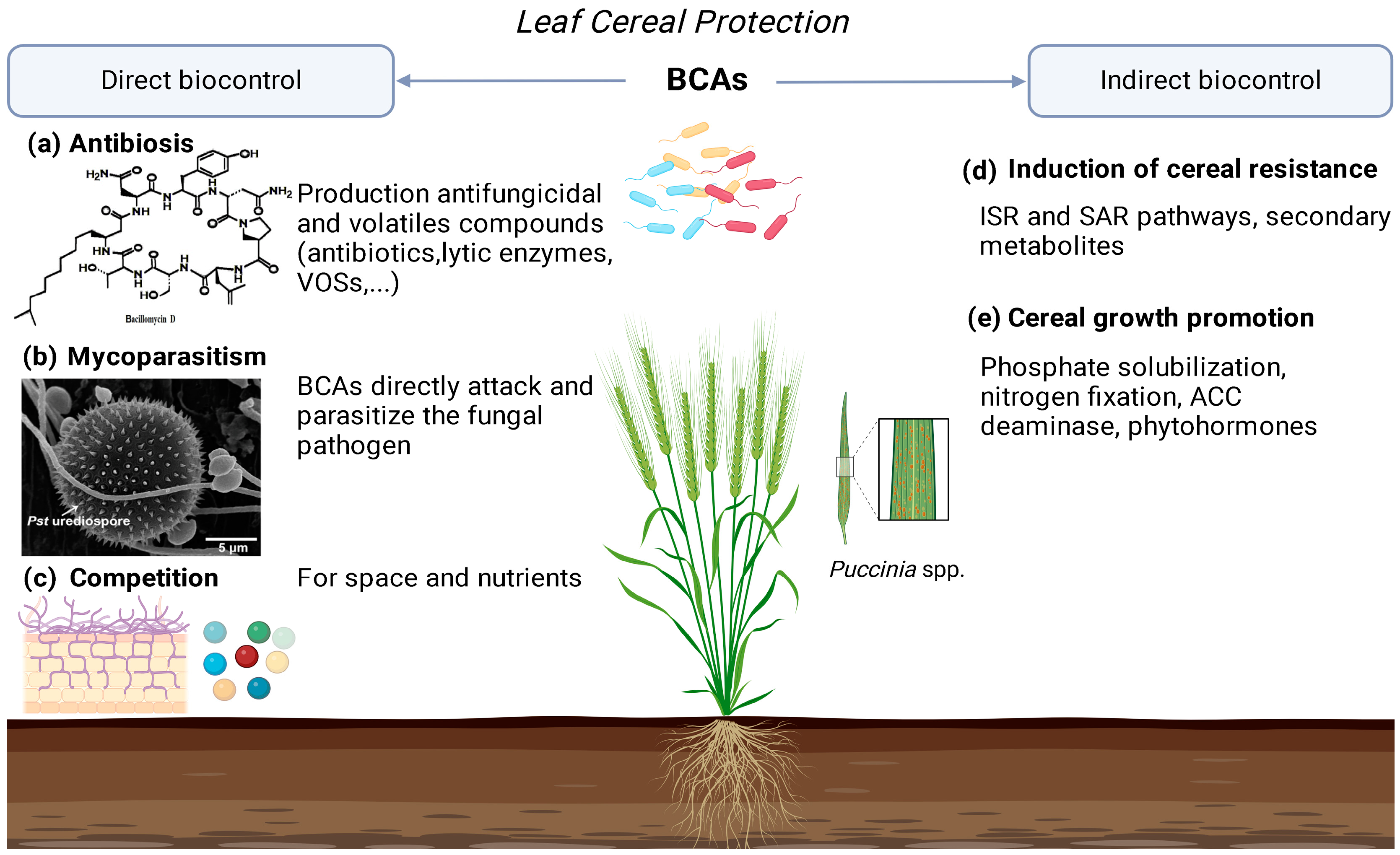 Plants 12 04162 g003