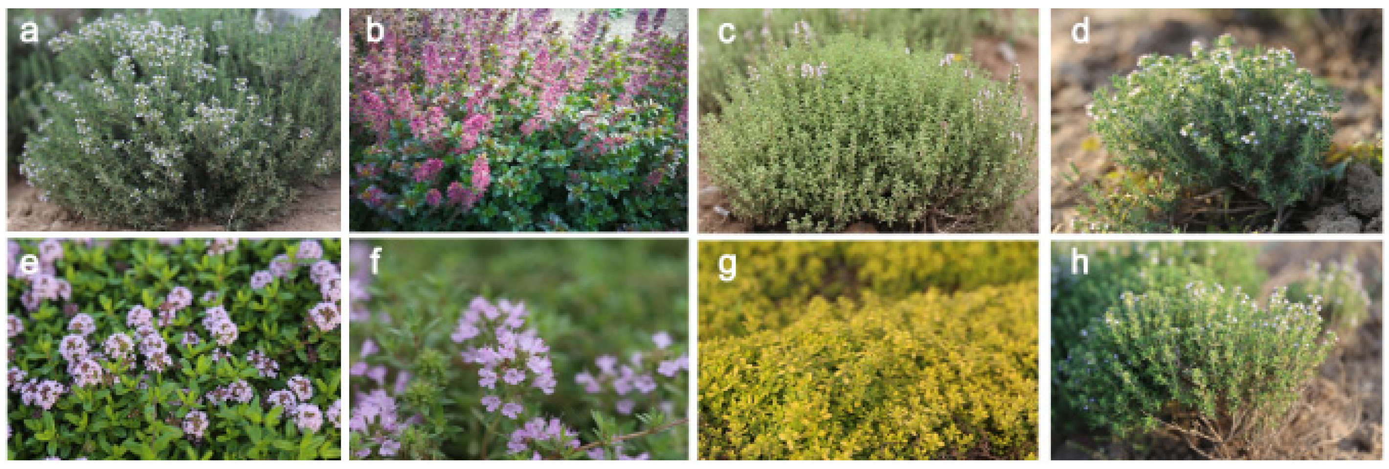 Plants 12 04164 g001 Plants 12 04164 g001