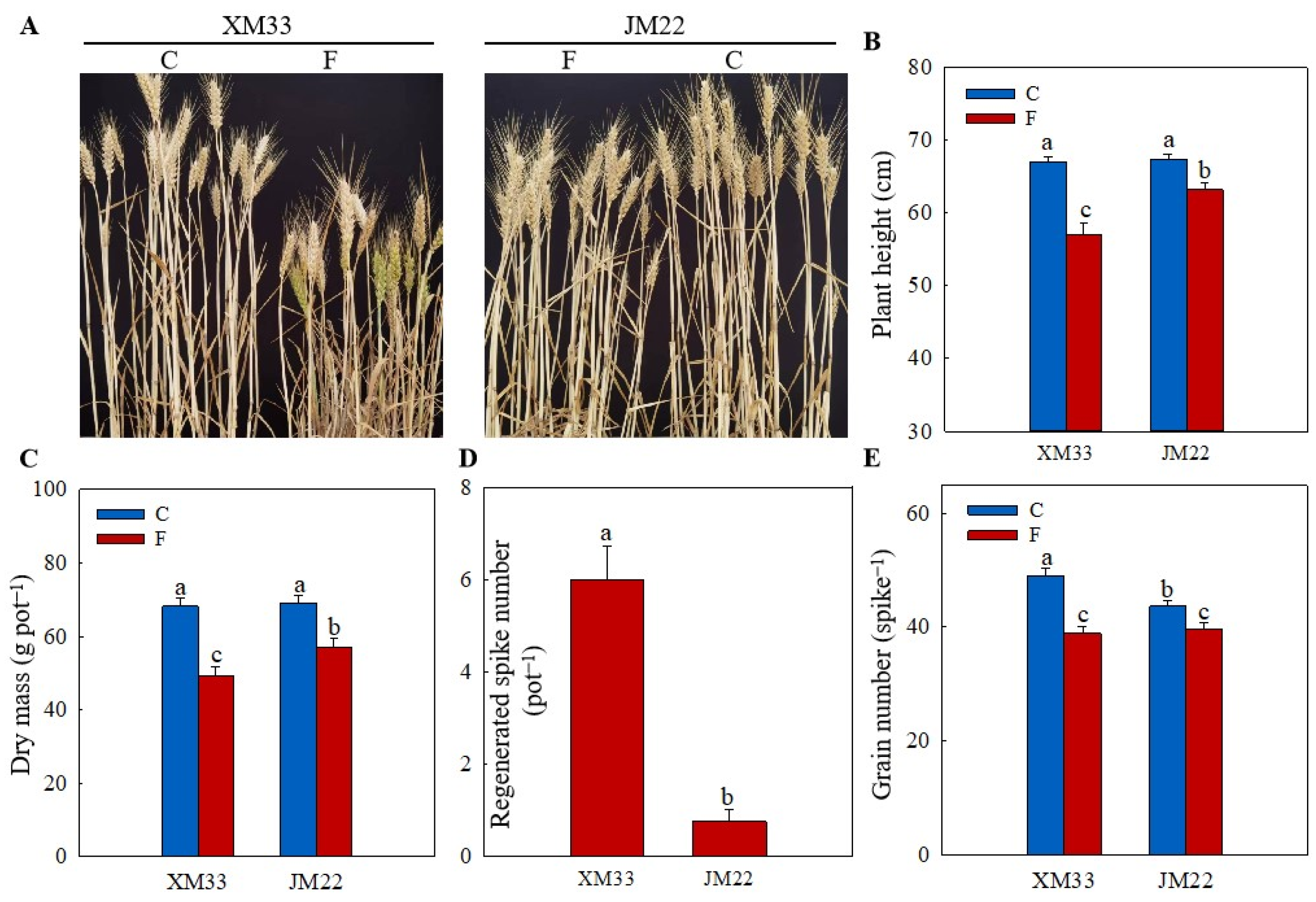 Plants 12 04170 g001