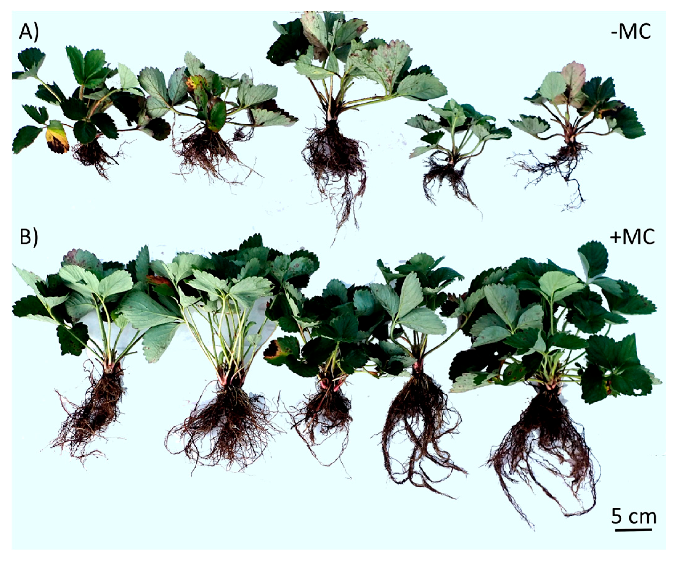 Plants 12 04193 g002 Plants 12 04193 g002