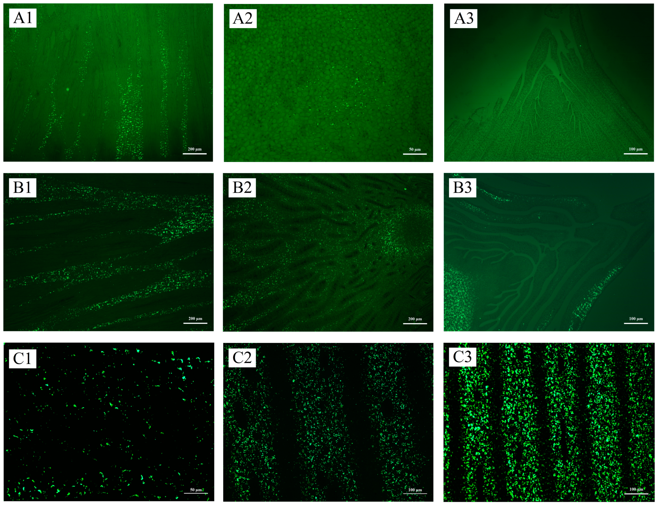 Plants 13 00002 g003